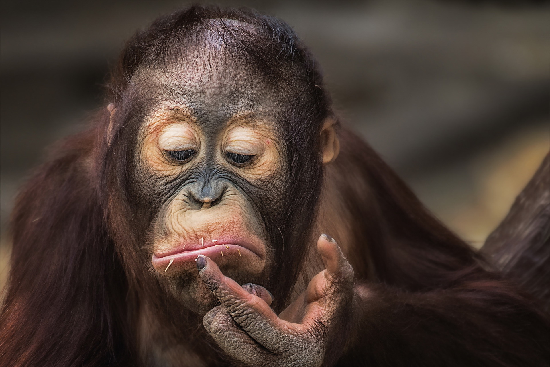 396678 télécharger l'image singe, animaux, orang outan, primate, singes - fonds d'écran et économiseurs d'écran gratuits