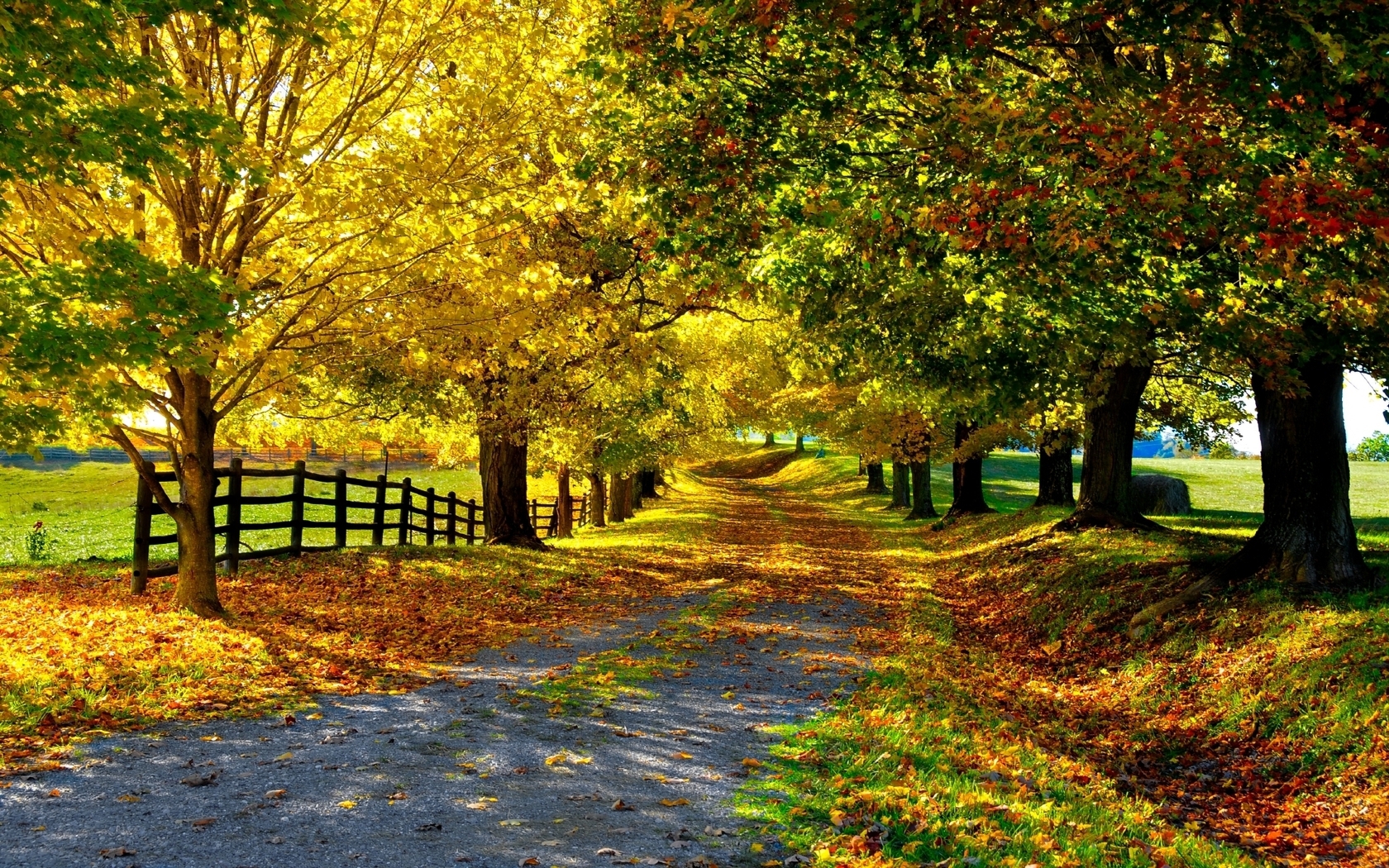 37424 baixar papel de parede paisagem, árvores, outono, amarelo - protetores de tela e imagens gratuitamente