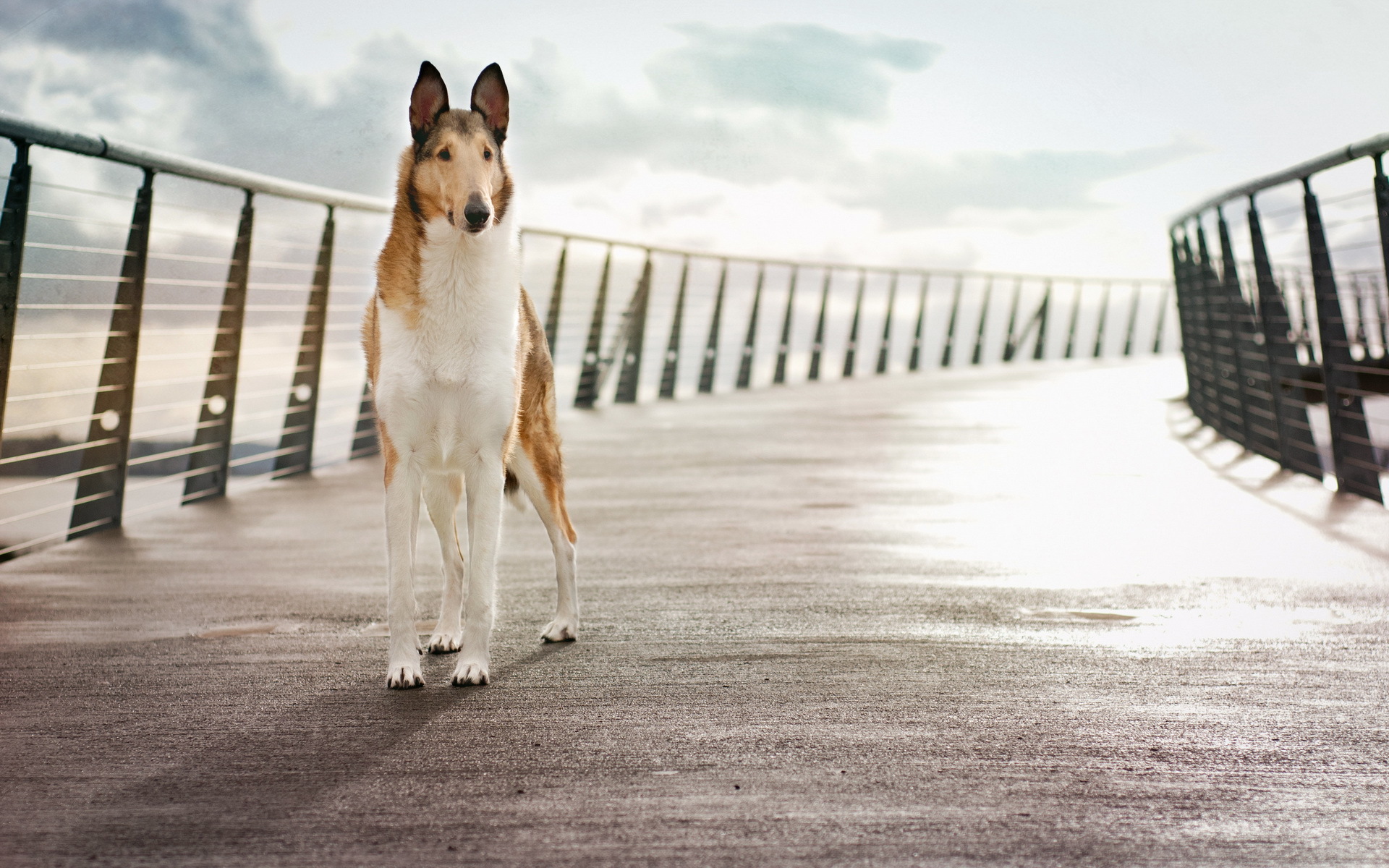 Собака на мосту