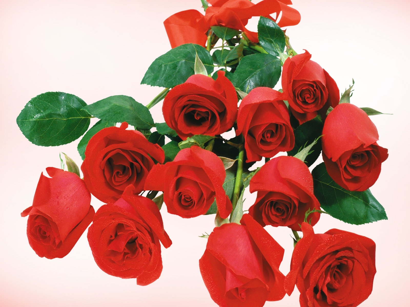 Téléchargez des papiers peints mobile Fleurs, Plantes, Fêtes, Roses gratuitement.