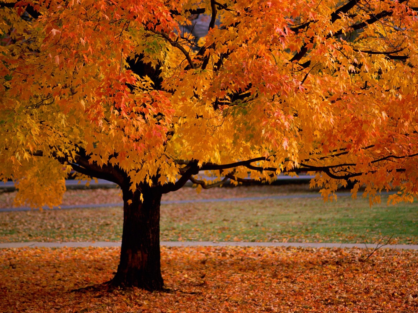 Download mobile wallpaper Trees, Landscape, Autumn for free.