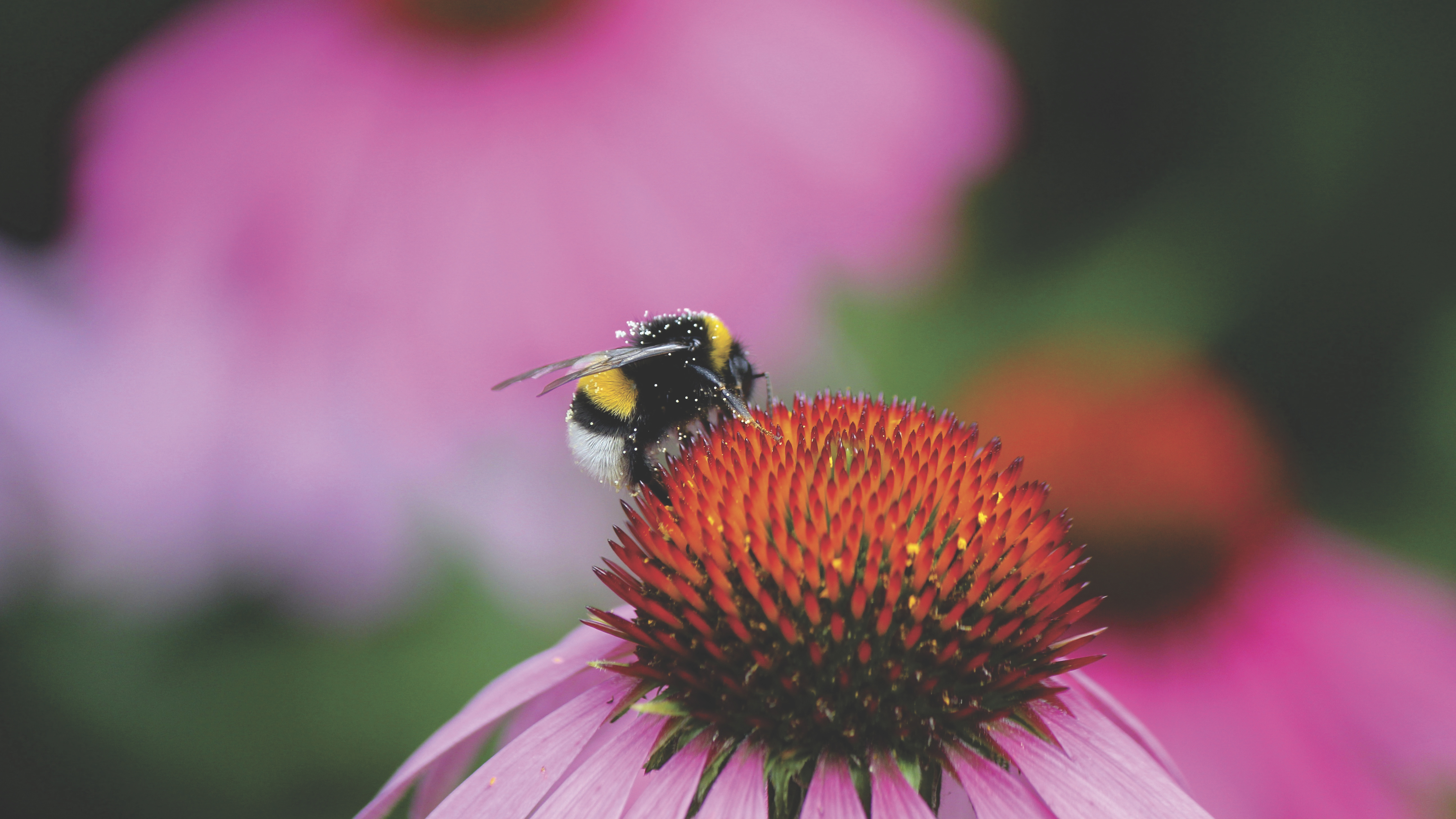 Laden Sie das Makro, Knospe, Bud, Pollen, Hummel, Blume-Bild kostenlos auf Ihren PC-Desktop herunter