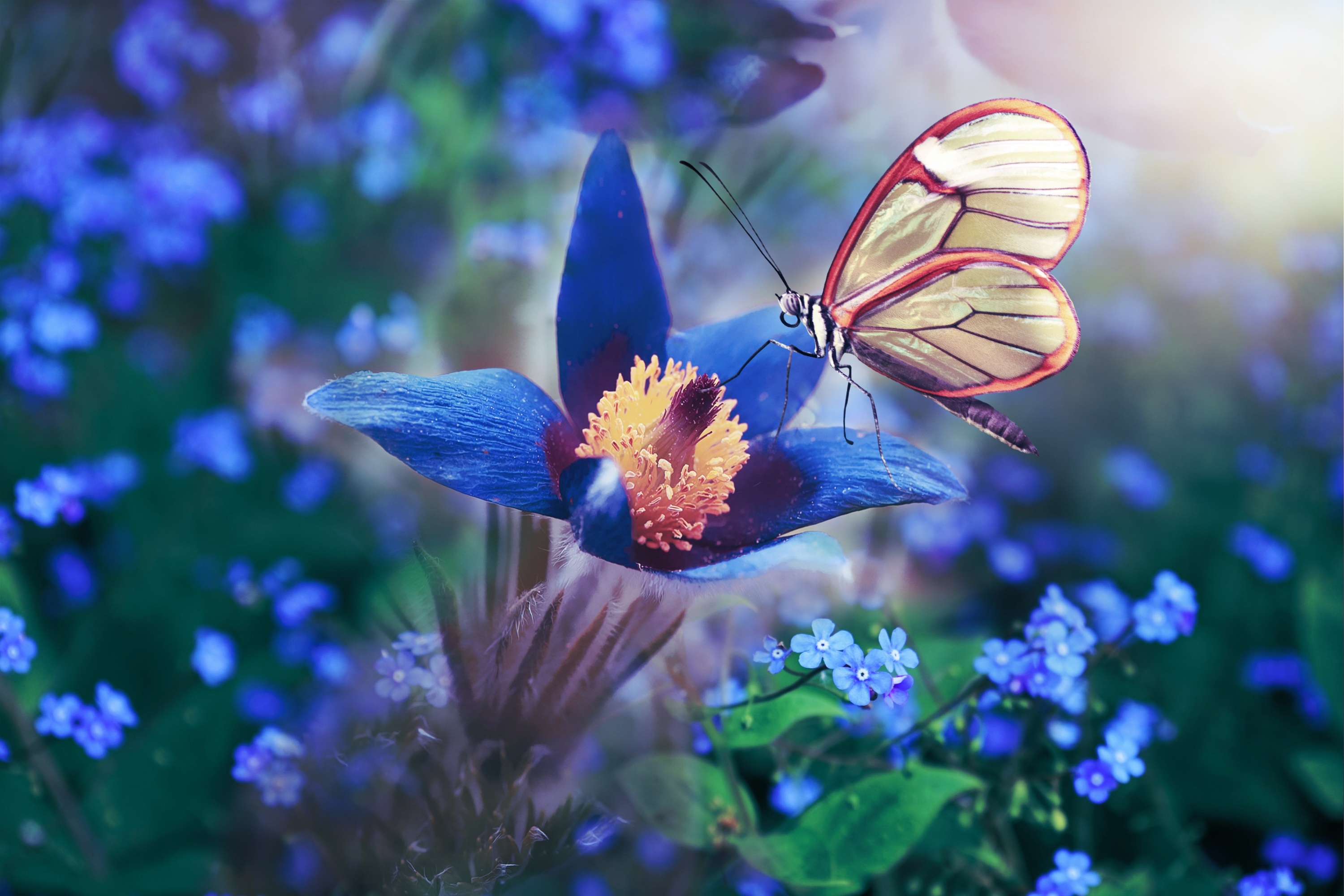 animal, butterfly, anemone, blue flower, flower, insect, macro, nature 5K