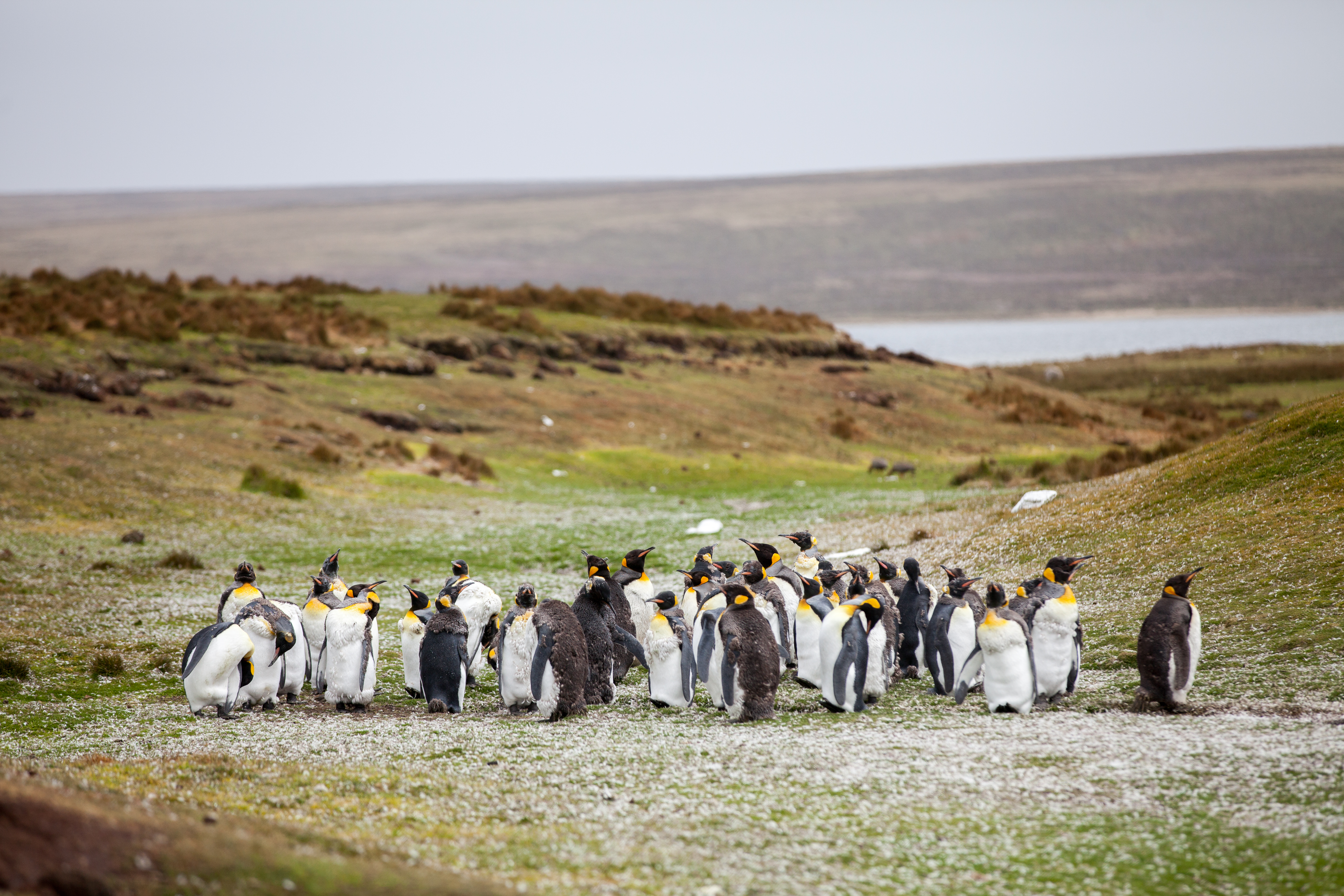 108088 скачать картинку пингвины, животные, трава, берег, стая - обои и заставки бесплатно