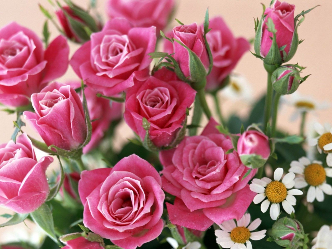 Скачати мобільні шпалери Рослини, Рози, Квіти безкоштовно.