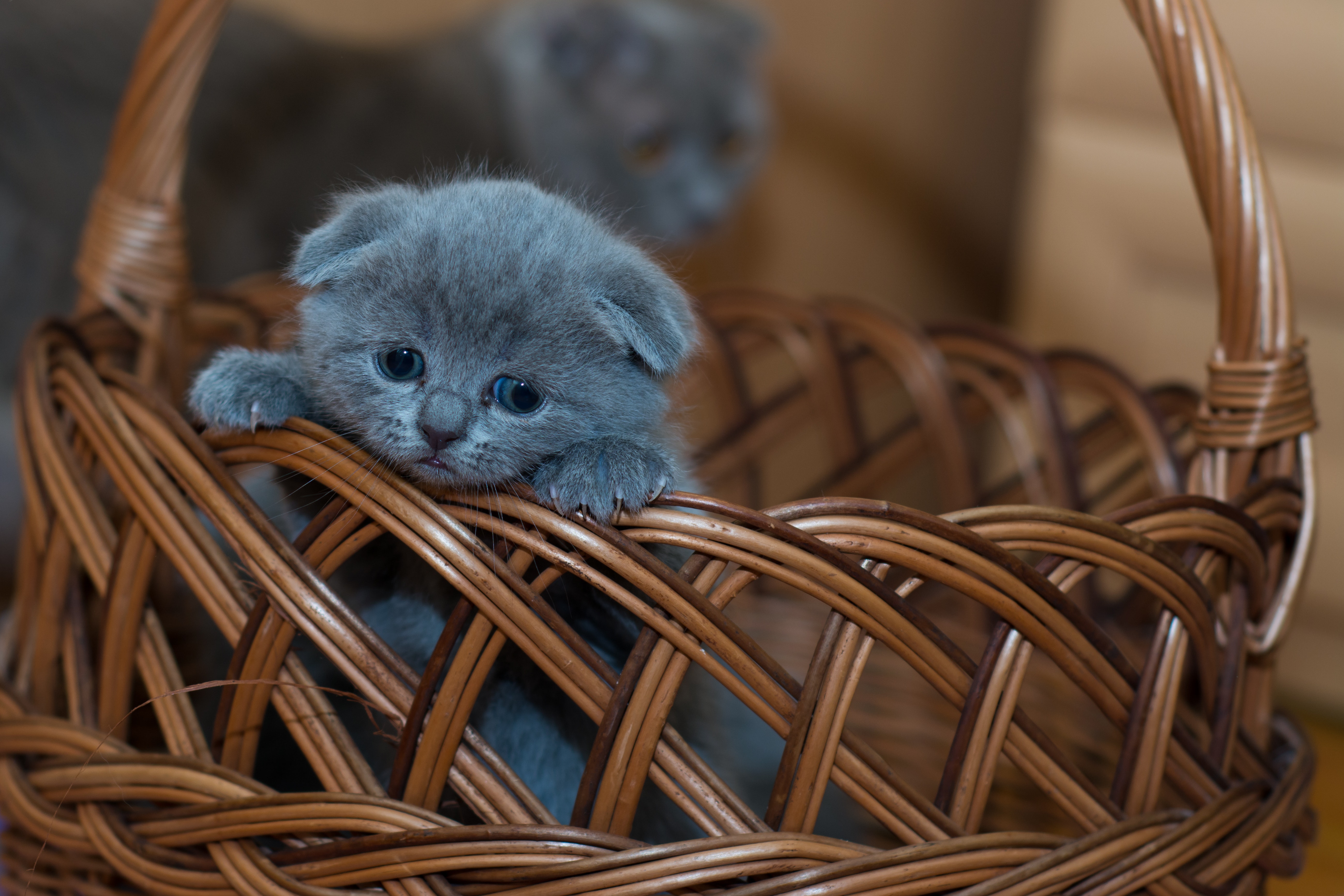 kitty, nice, sad, basket, kitten, animals, sweetheart, briton mobile wallpaper
