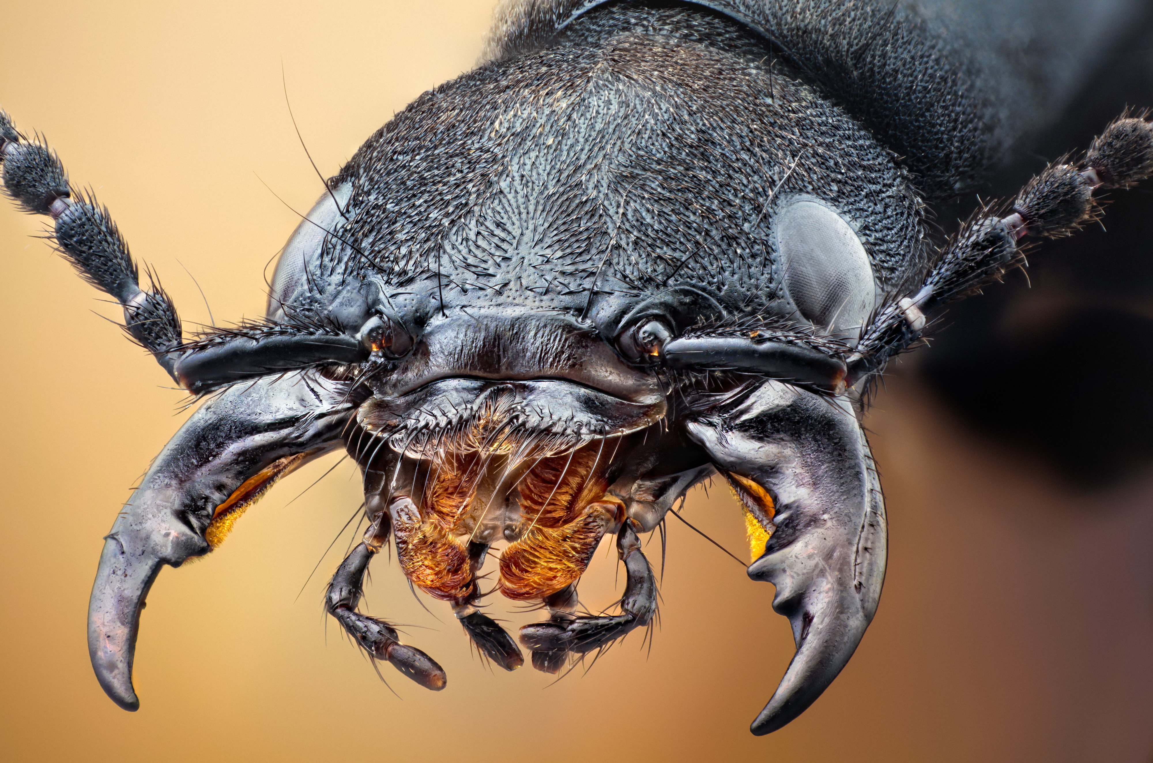 vertical wallpaper animal, beetle