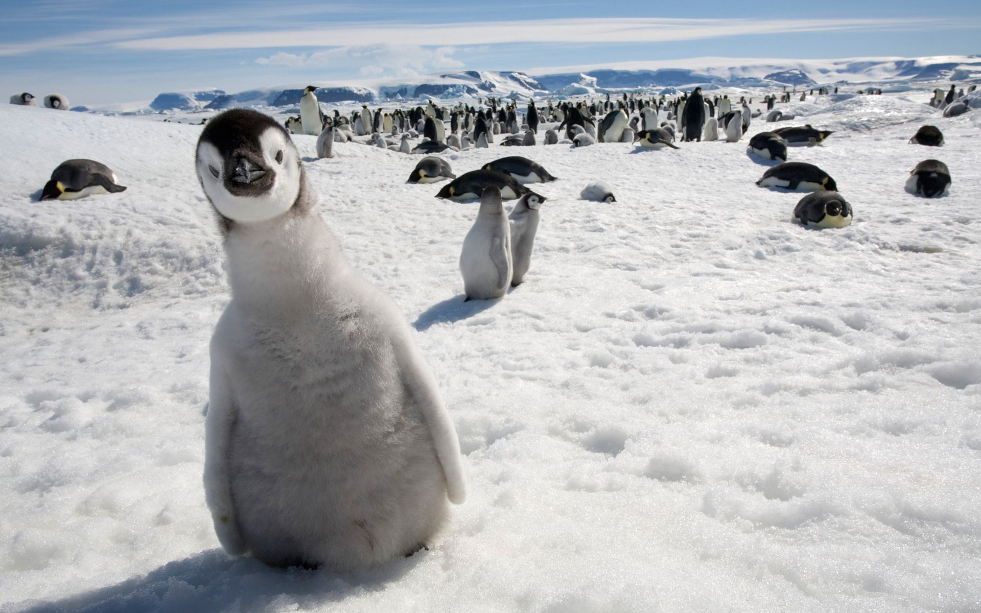 151966 Hintergrundbild herunterladen pinguins, kalt, tiere, vögel, schnee, viele, vielzahl - Bildschirmschoner und Bilder kostenlos