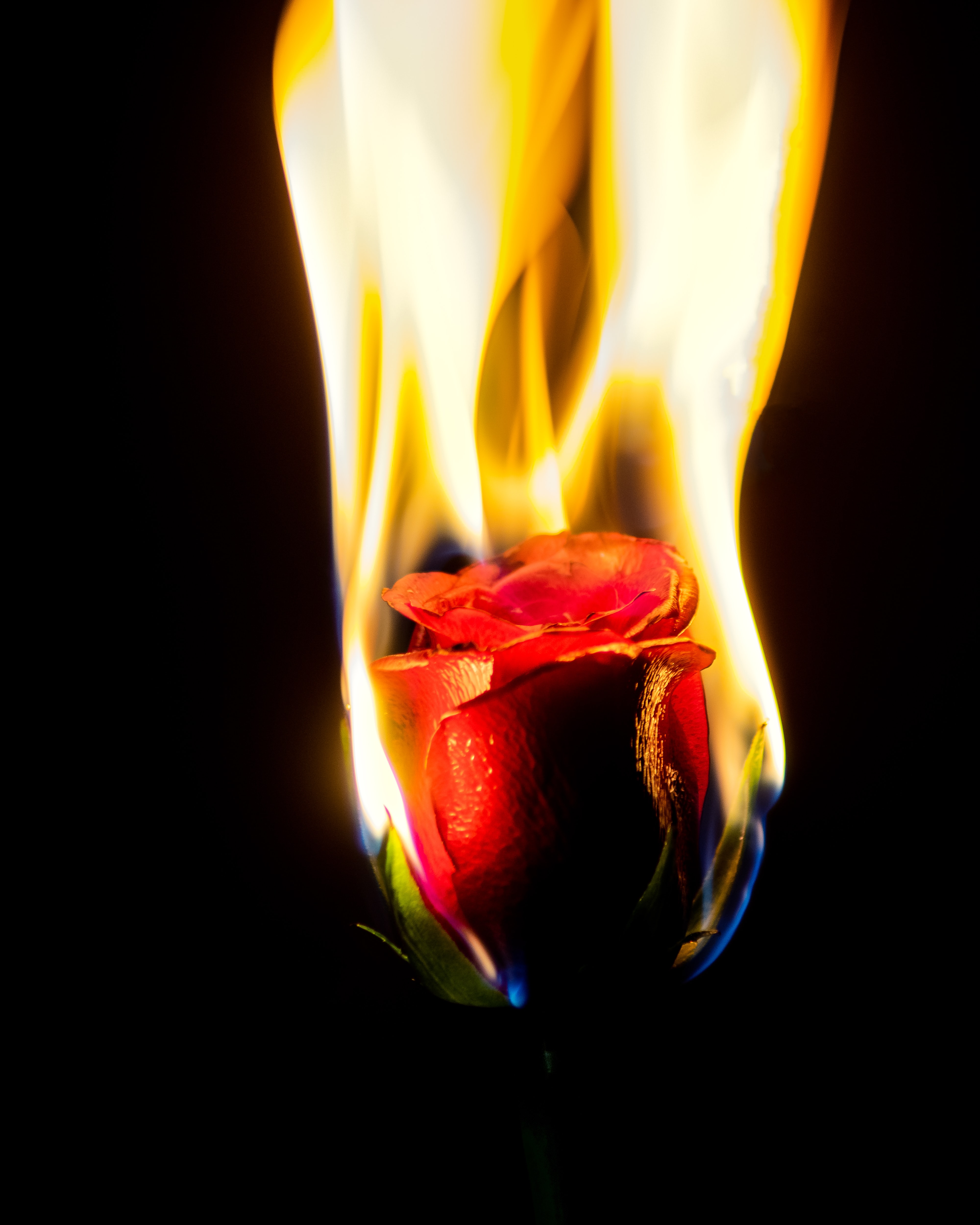 無料モバイル壁紙火炎, バラの花, 火災, 炎, 薔薇, 花, フラワーズをダウンロードします。