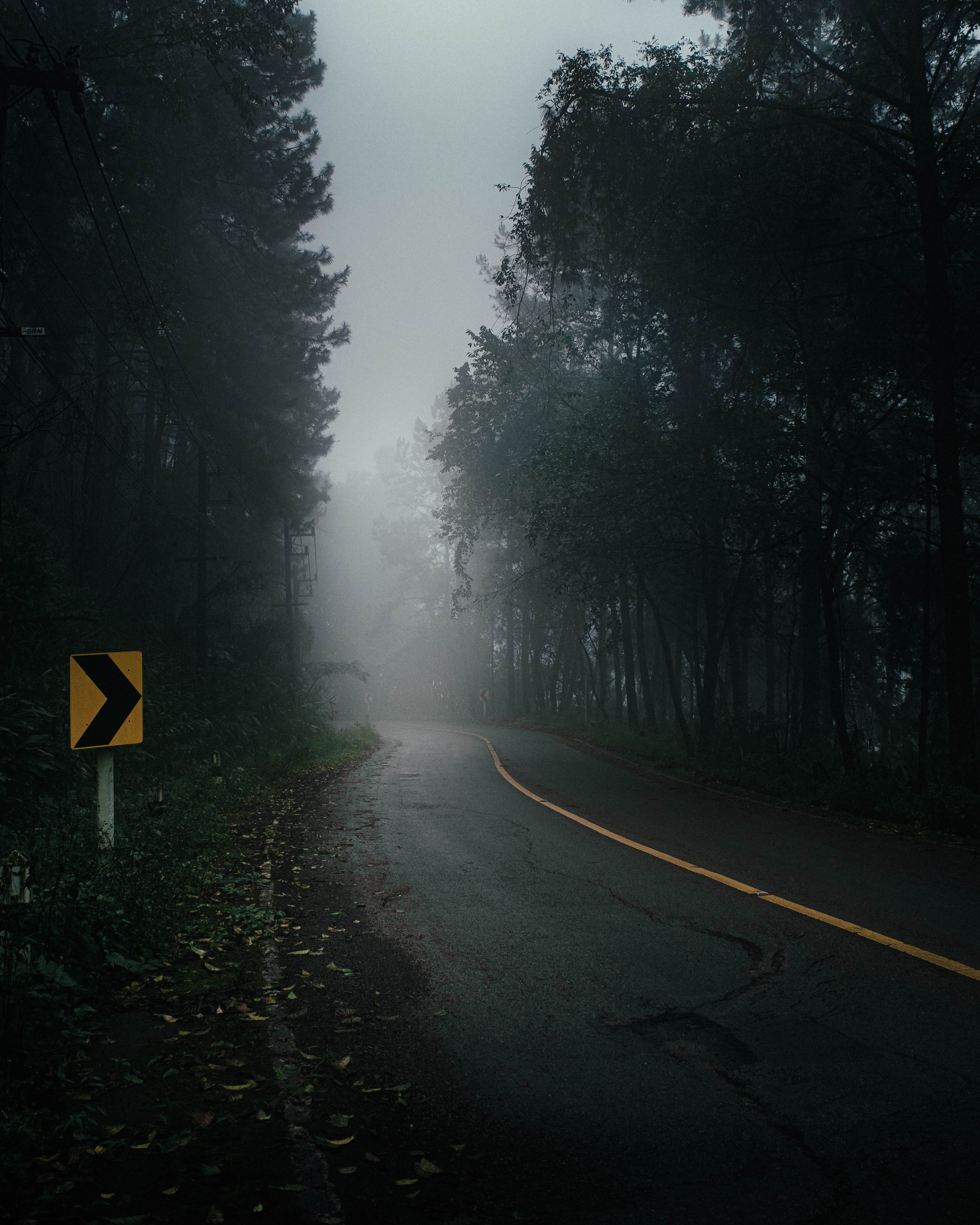 road, darkness, nature, trees, fog 8K