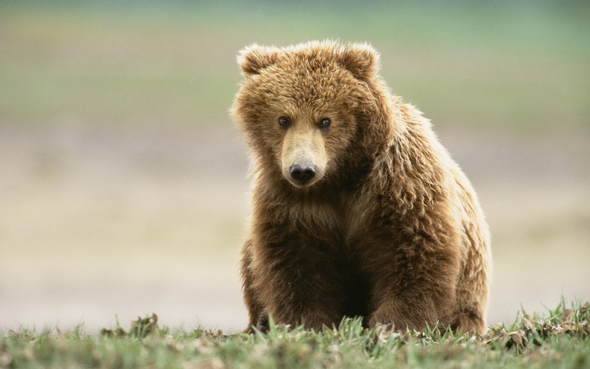 Медведь. Медведь Пестун. Браун Беар. Медведь Гризли. Восточносибирский бурый медведь.