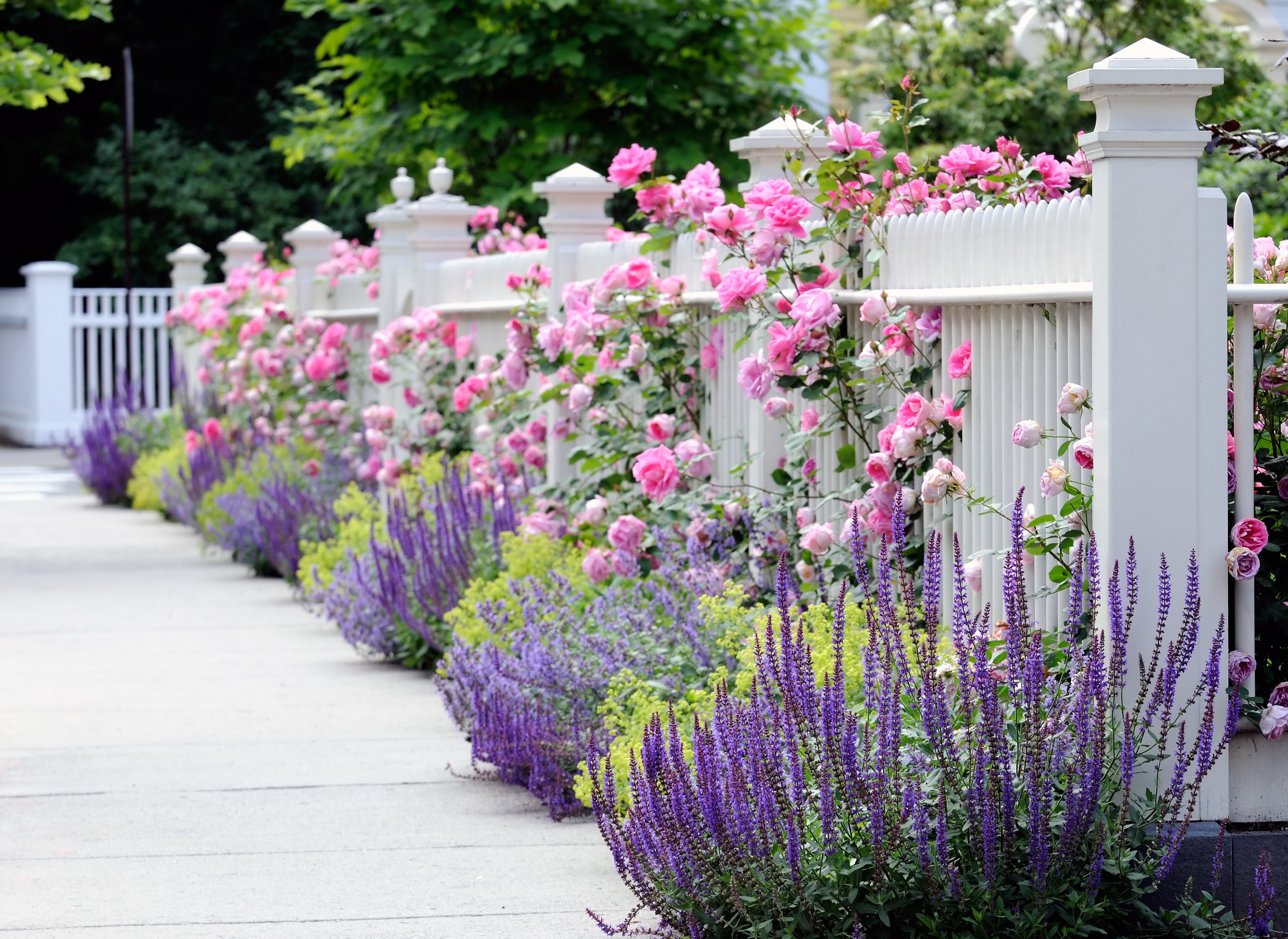 lavender, garden, pink flower, man made, depth of field, fence, rose bush, rose HD wallpaper