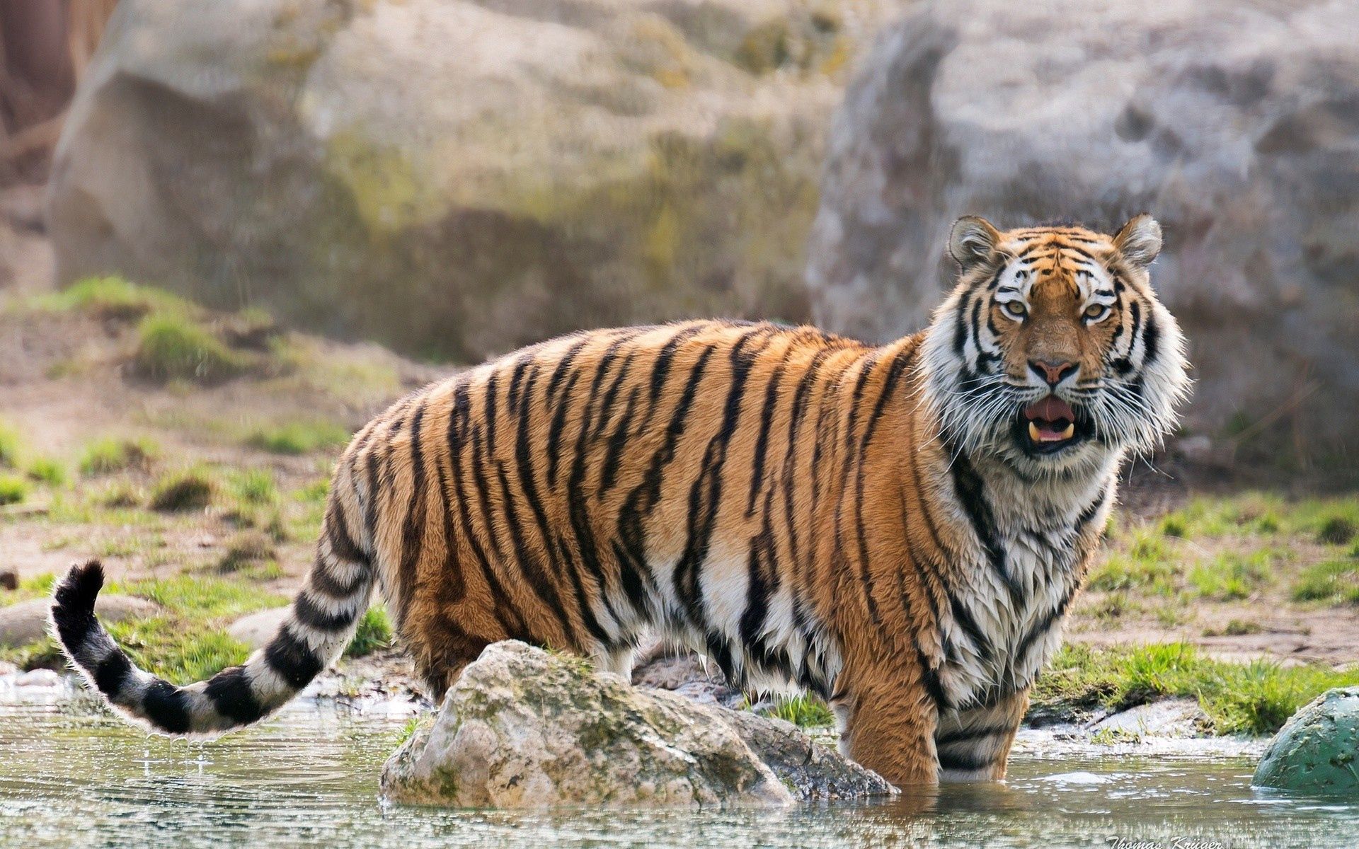 animals, predator, big cat, tiger, surprise, astonishment mobile wallpaper