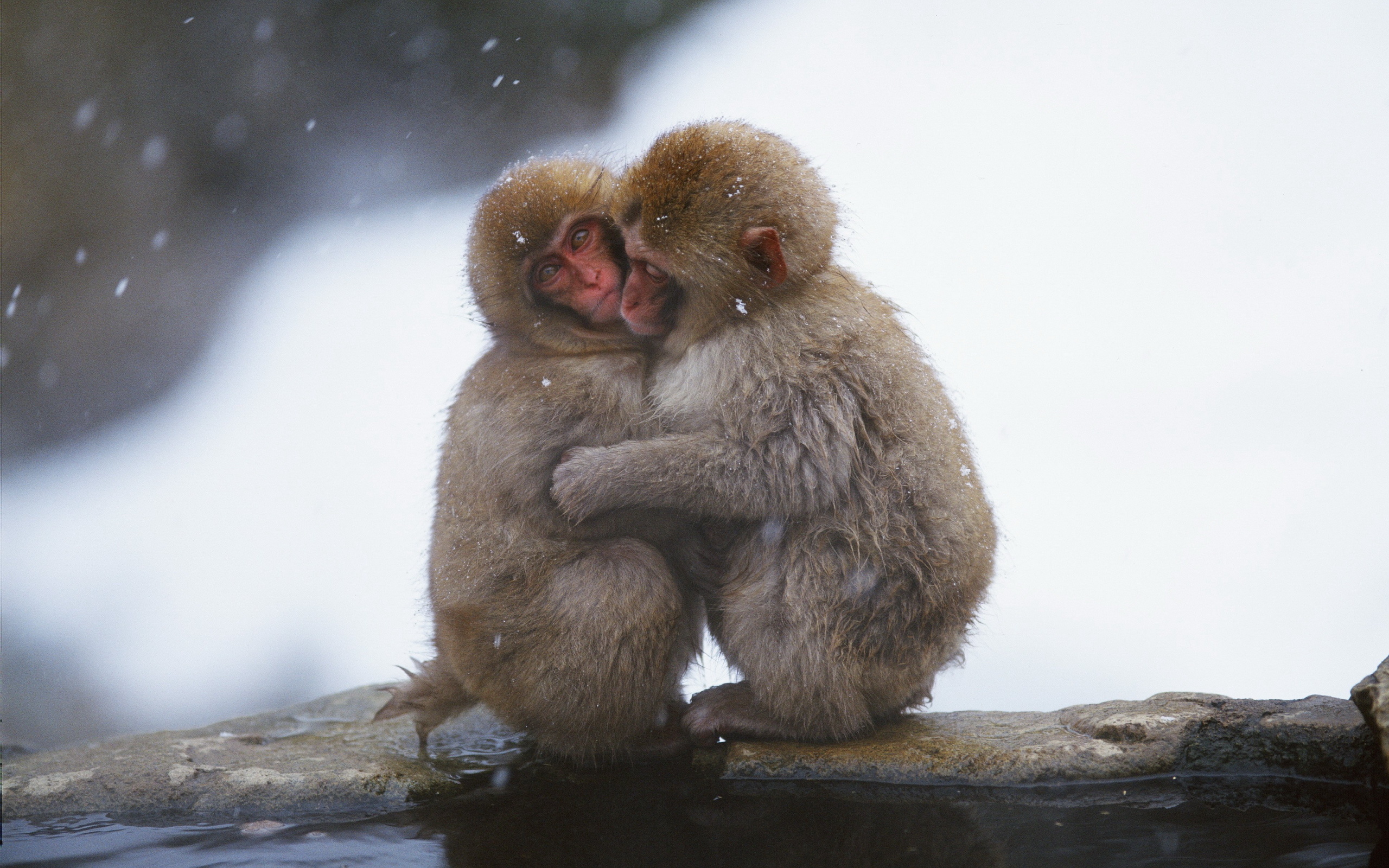 cute, animal, japanese macaque, hug, monkey, monkeys