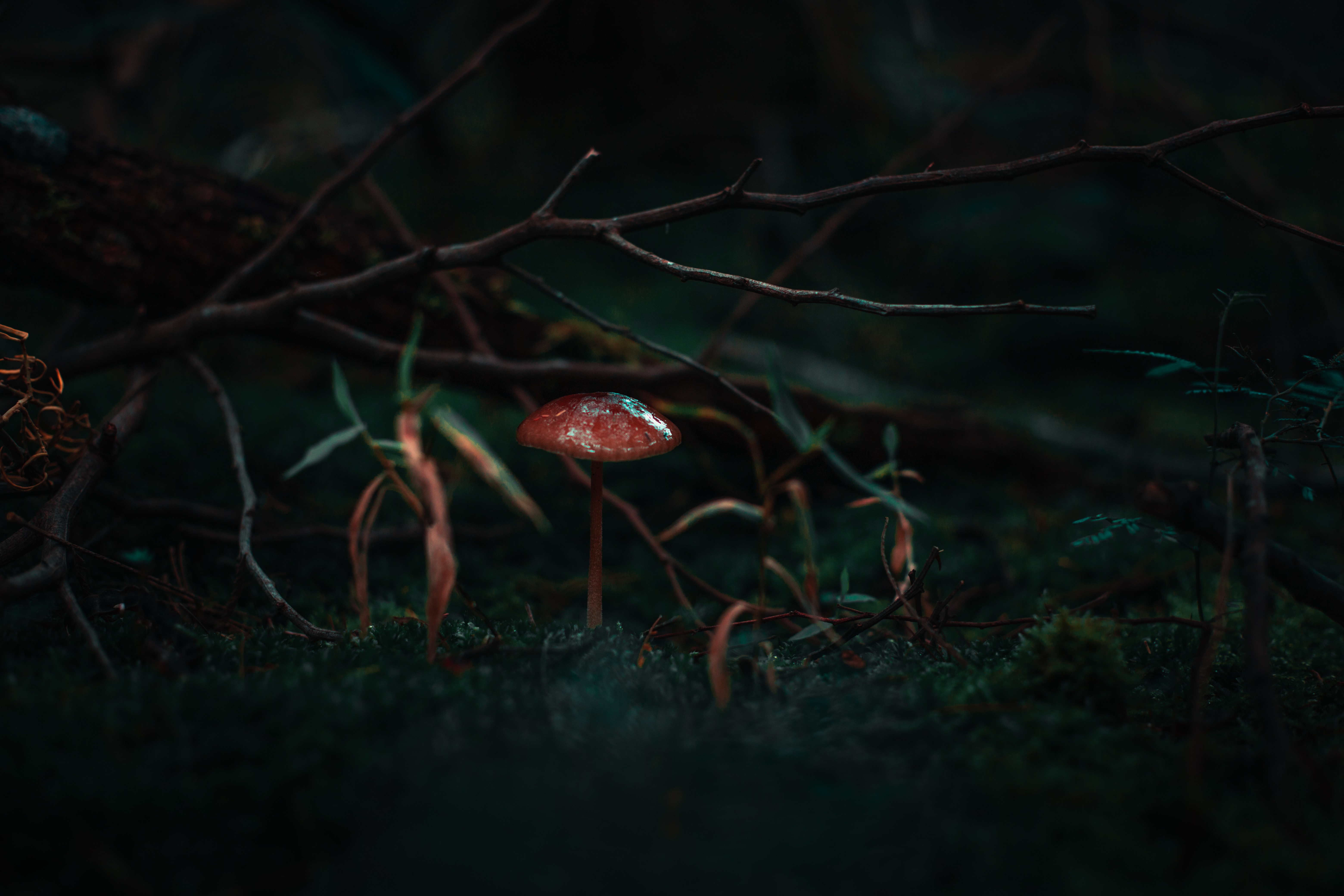 mushroom, grass, macro, branch, moss phone background