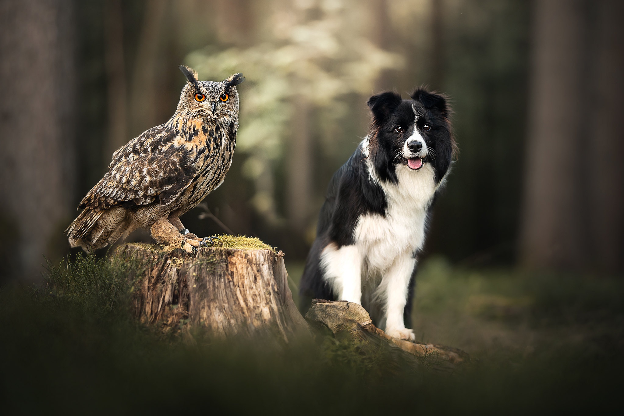 animal, cute, bird, border collie, dog, owl, stump