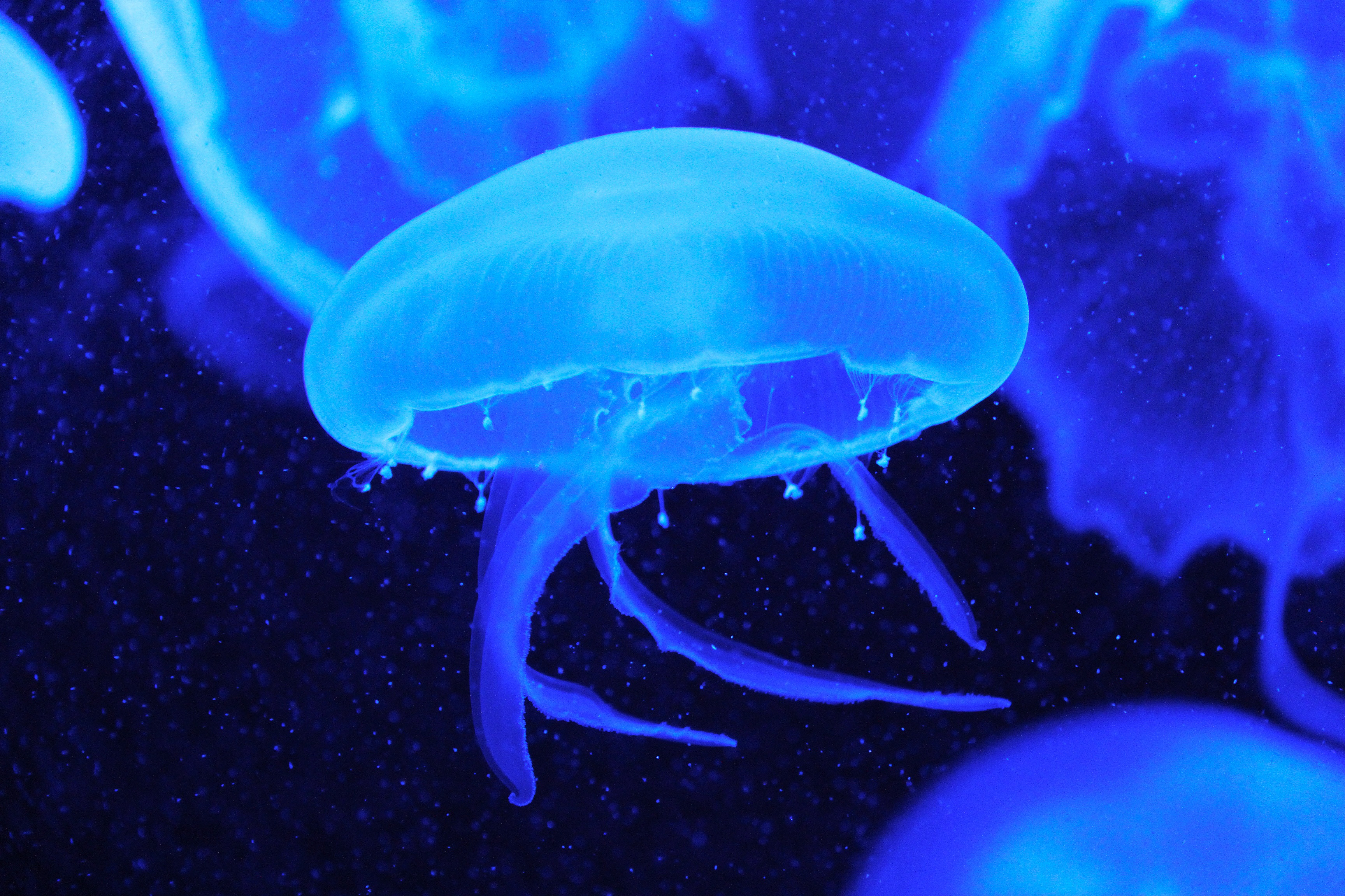 Доисторические медузы