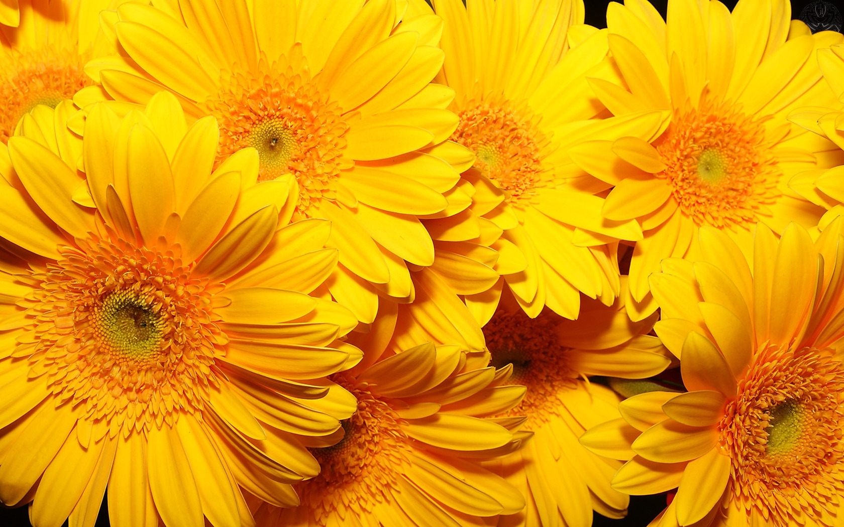 28511 free download Yellow wallpapers for phone,  Yellow images and screensavers for mobile