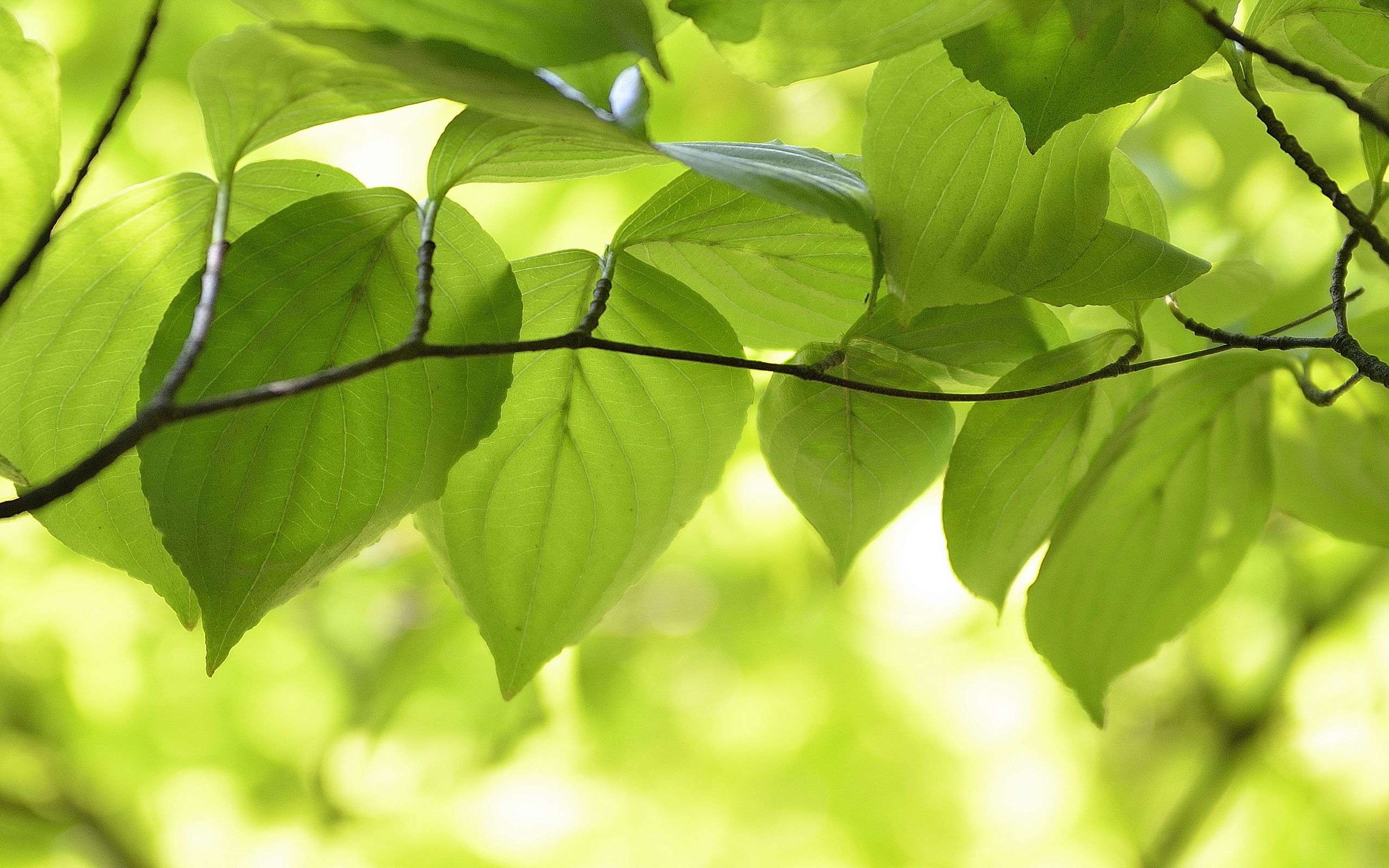 Ветка с зелеными листьями