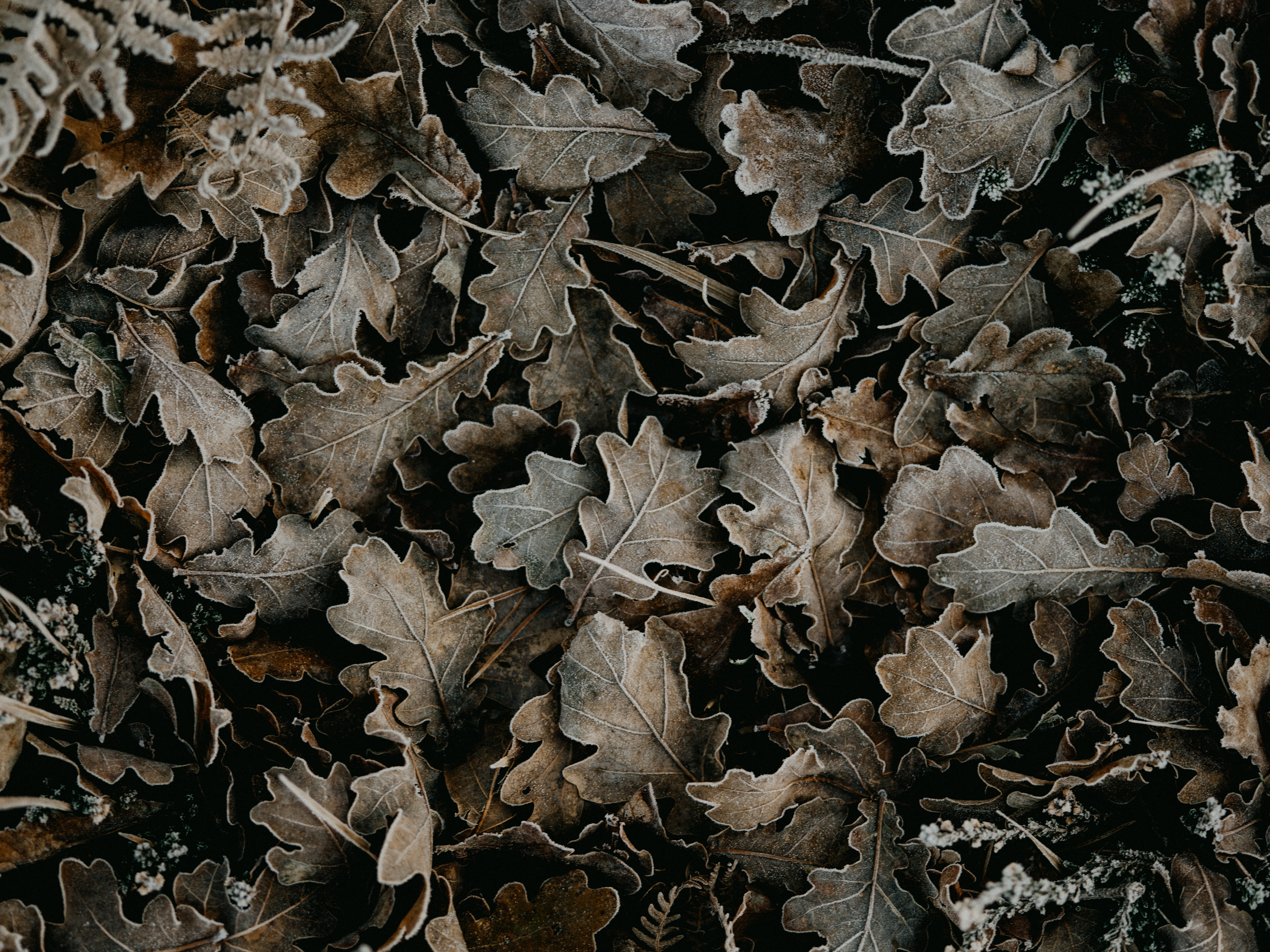Download mobile wallpaper Fallen, Dry, Macro, Leaves for free.