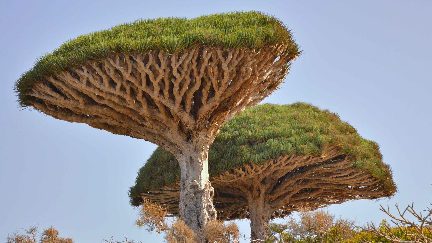 Искусственные объекты природы. Драцена Сокотра. Необычные деревья. Самое красивое дерево в мире.