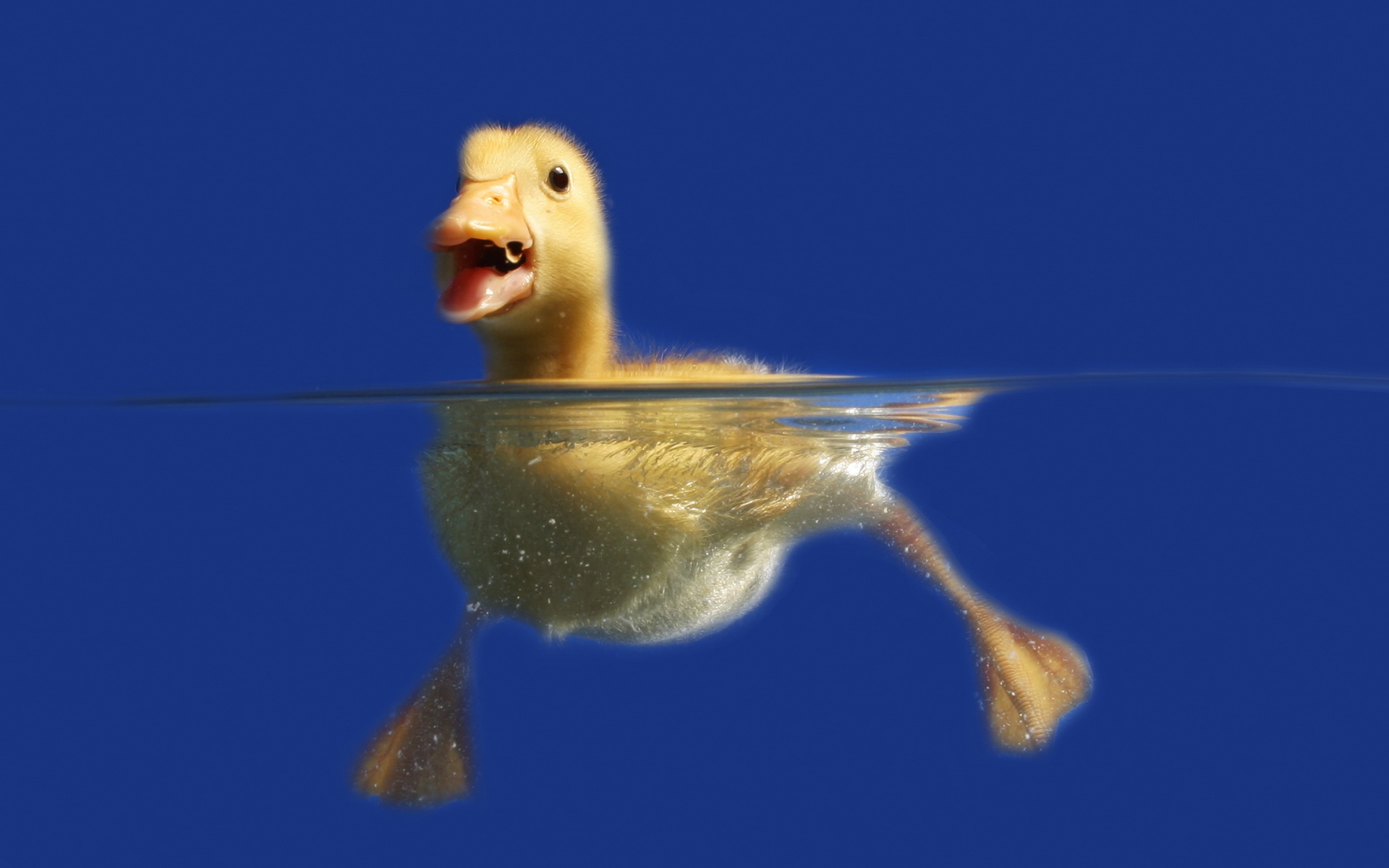 animals, ducks, blue HD wallpaper