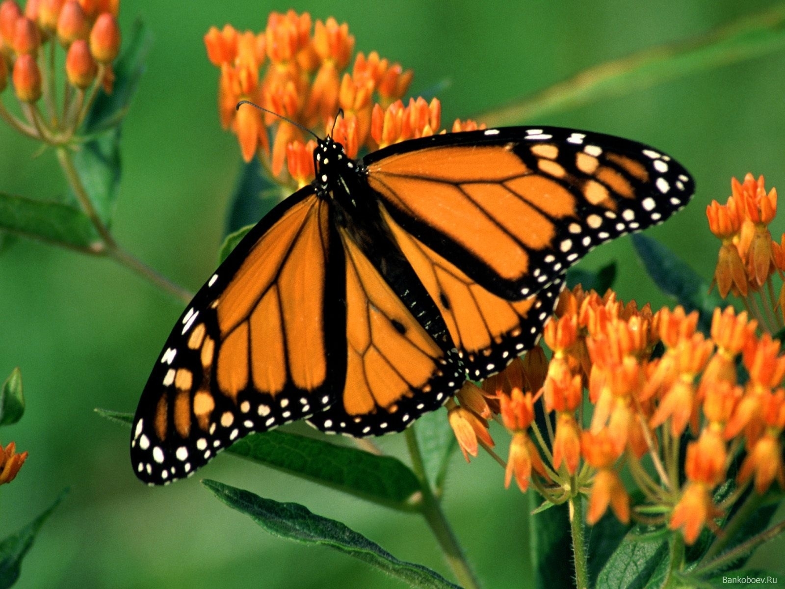 在您的 PC 桌面上免費下載 蝴蝶, 昆虫 圖片