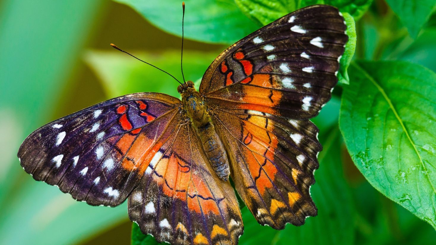 Бабочка Урания Мадагаскарская. Горгеус бабочка. Бабочка крапчатый Арлекин. Эпикопея бабочка. Домашние цветы бабочки