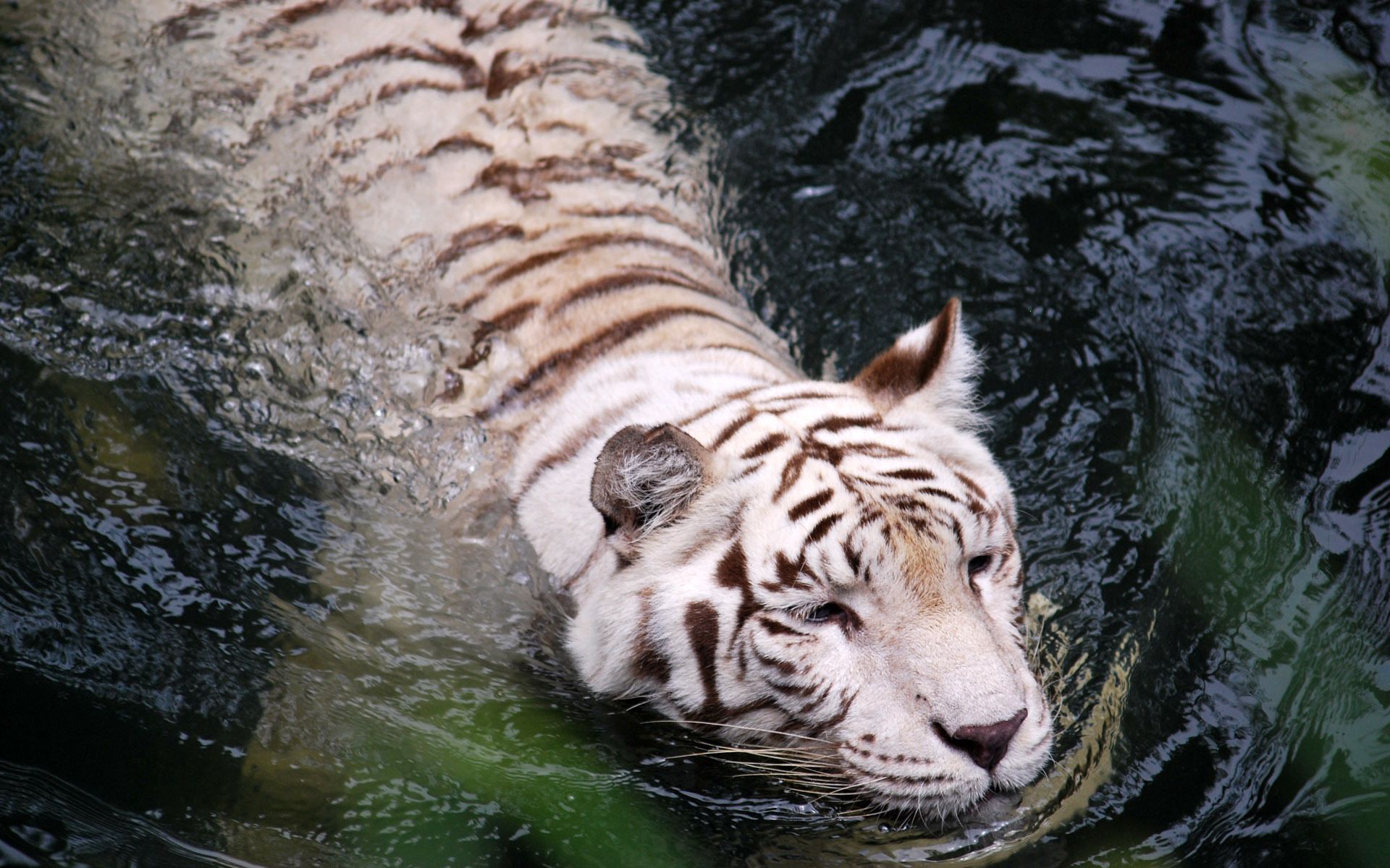 Download mobile wallpaper Albino, Predator, To Swim, Swim, Animals, Big Cat, Water, Tiger for free.