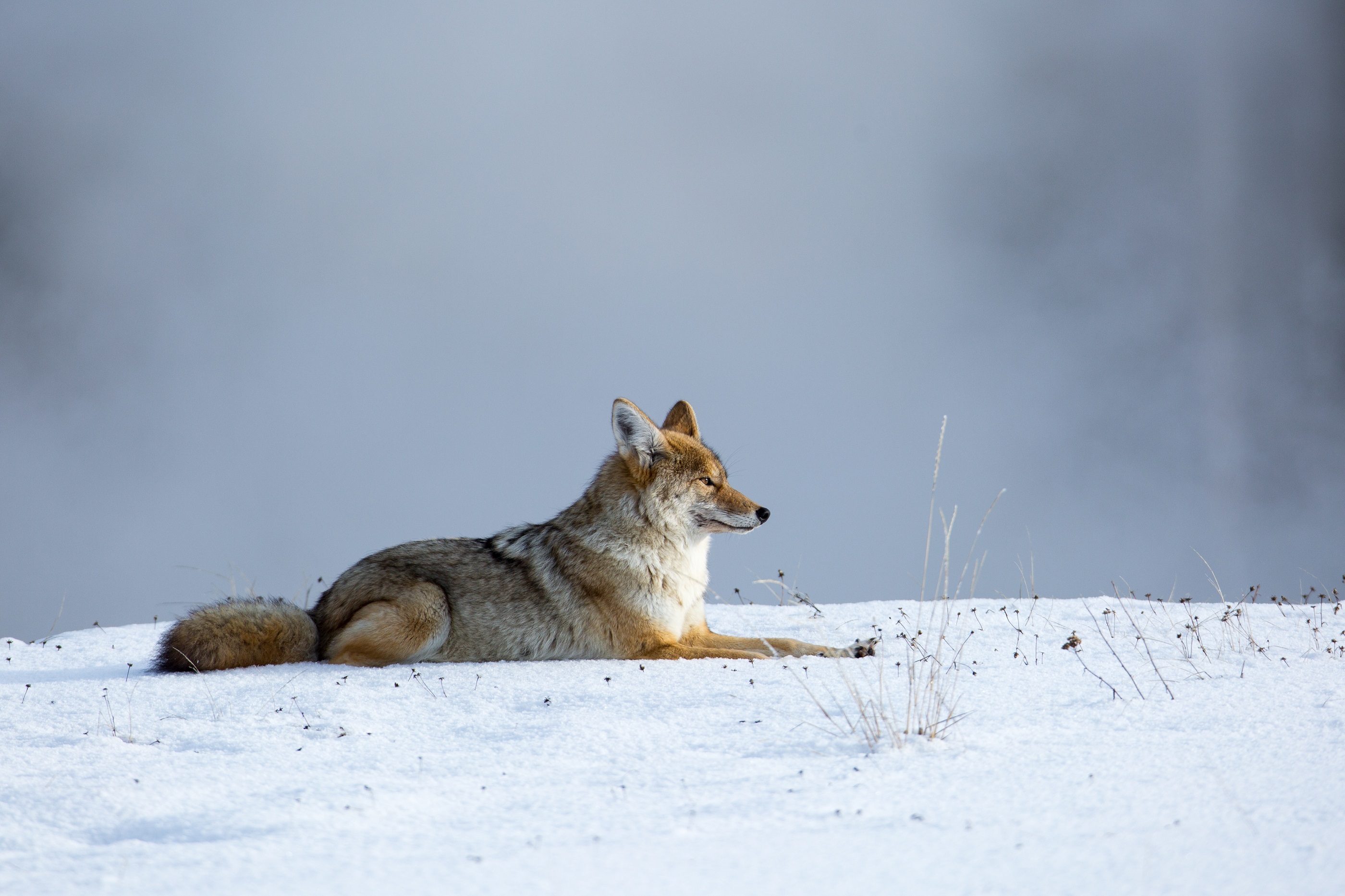 744329 Bild herunterladen tiere, koyote, säugetier, natur, schnee, wildnis, winter - Hintergrundbilder und Bildschirmschoner kostenlos