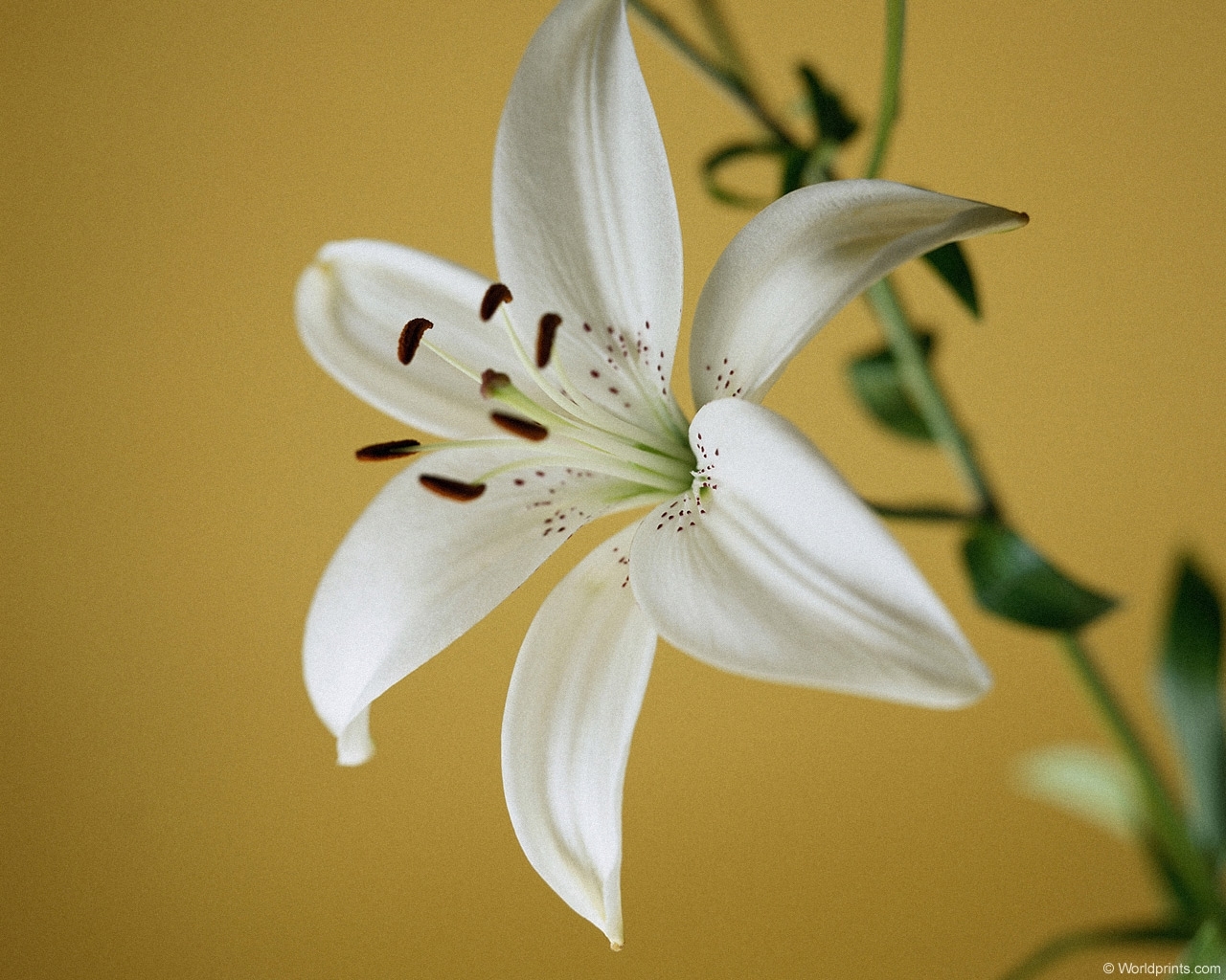 Download mobile wallpaper Lilies, Plants, Flowers for free.