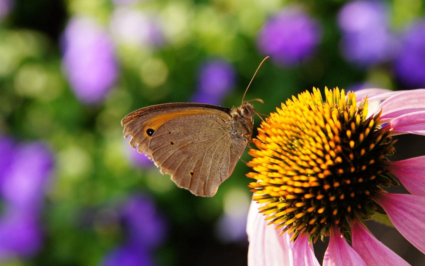 Laden Sie das Makro, Insekt, Staubblätter, Stößel, Schmetterling, Blume-Bild kostenlos auf Ihren PC-Desktop herunter