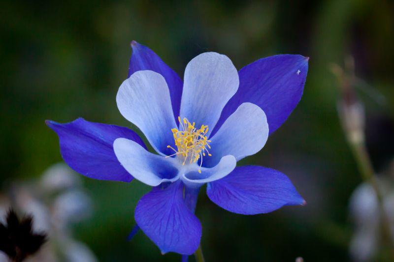 Download “Aquilegia” wallpapers for mobile phone, free “Aquilegia” HD