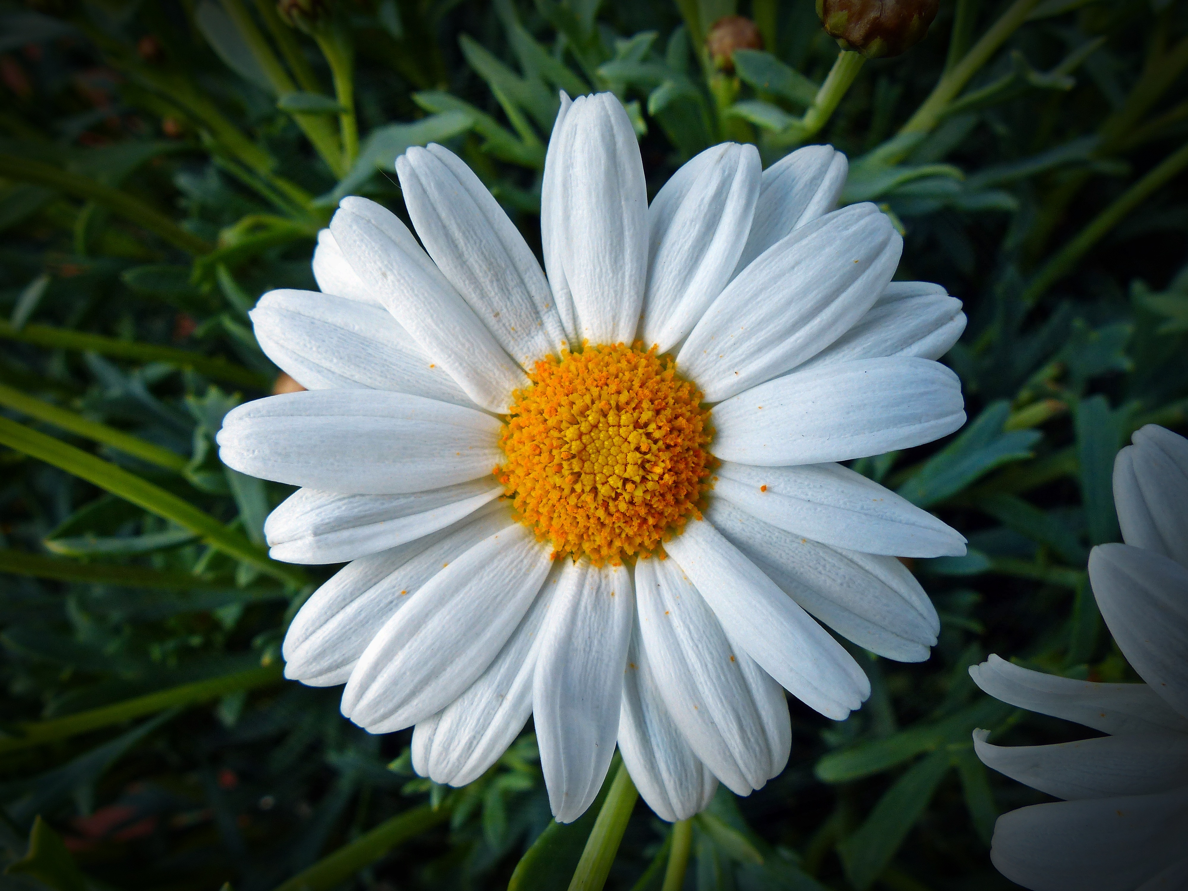 Download mobile wallpaper Petals, Flowers, Chamomile, Flower, Camomile for free.