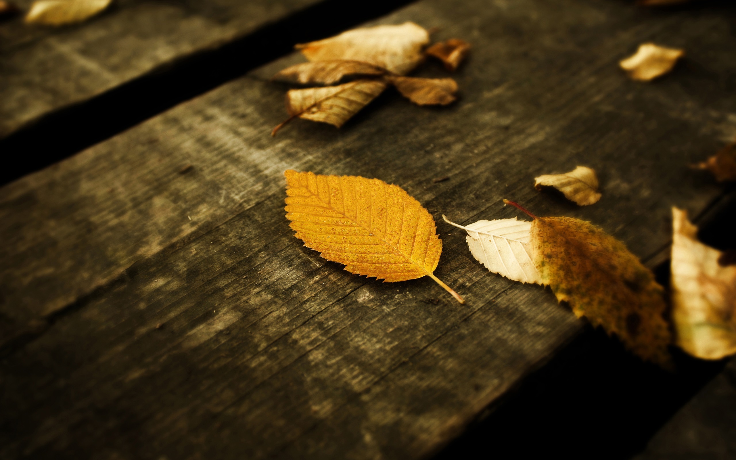 Download mobile wallpaper Leaves, Landscape, Nature, Autumn for free.
