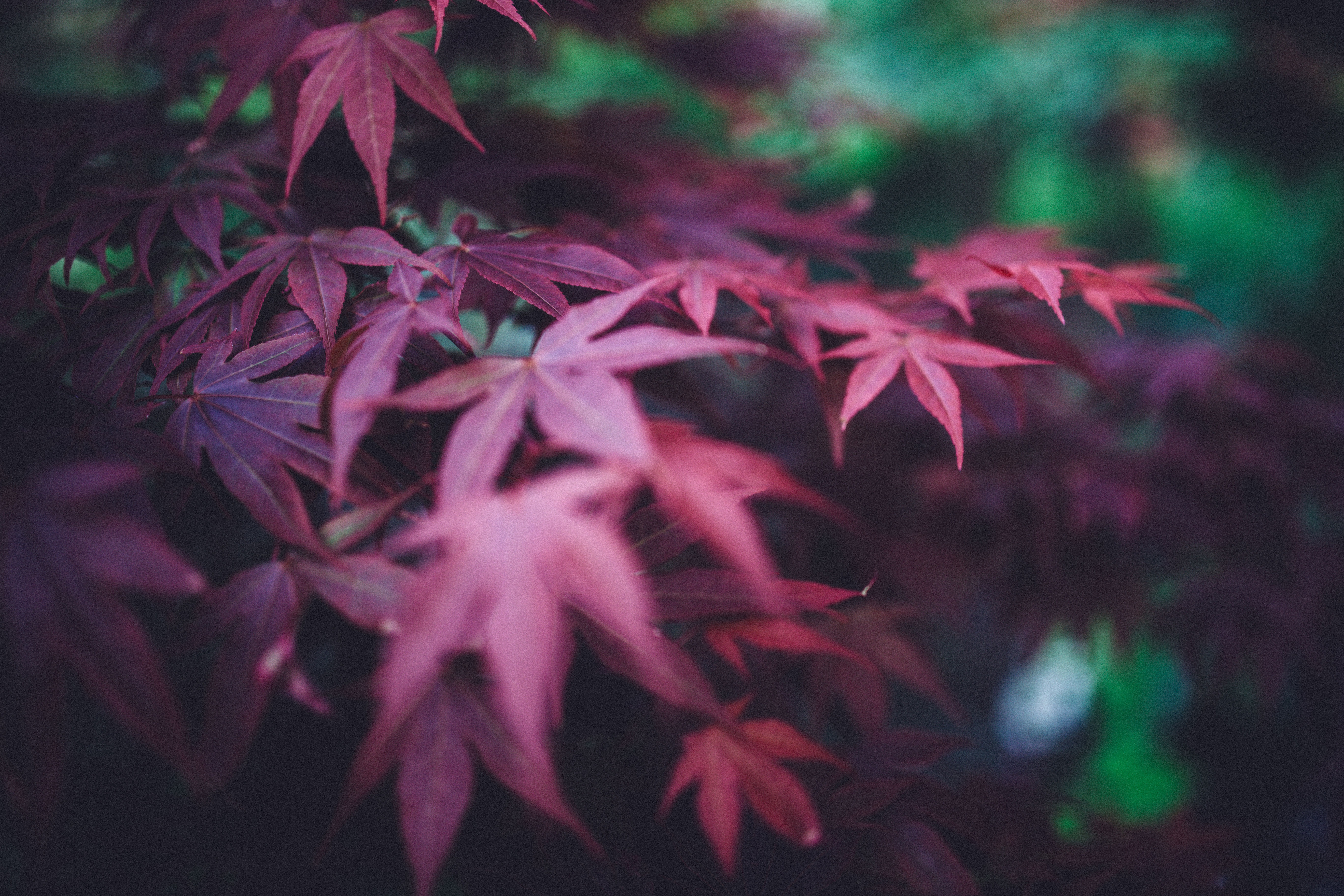 blur, burgundy, nature, leaves, smooth, branches, vinous