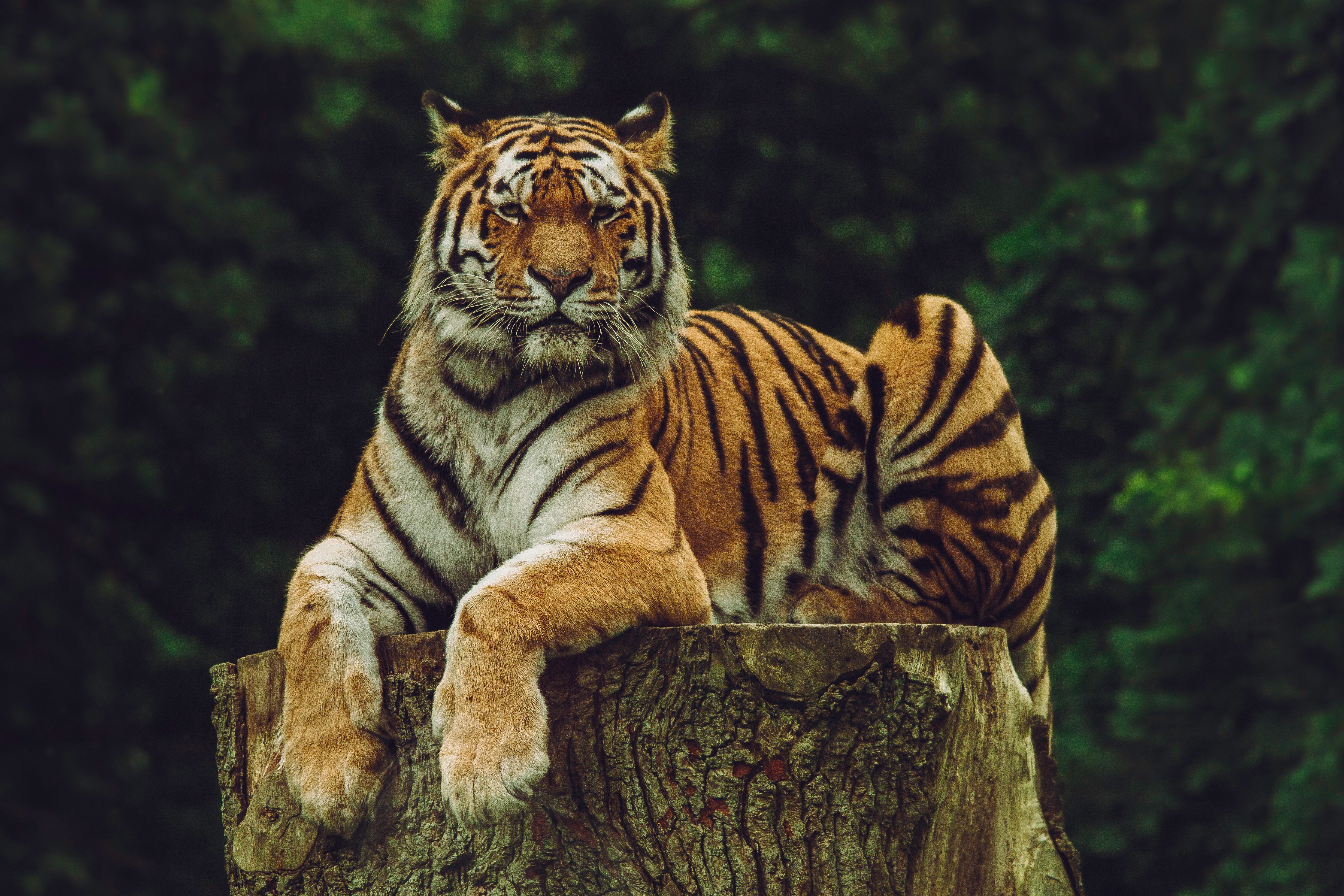 97097 Bild herunterladen tiere, raubtier, predator, große katze, big cat, tiger, amur tiger - Hintergrundbilder und Bildschirmschoner kostenlos