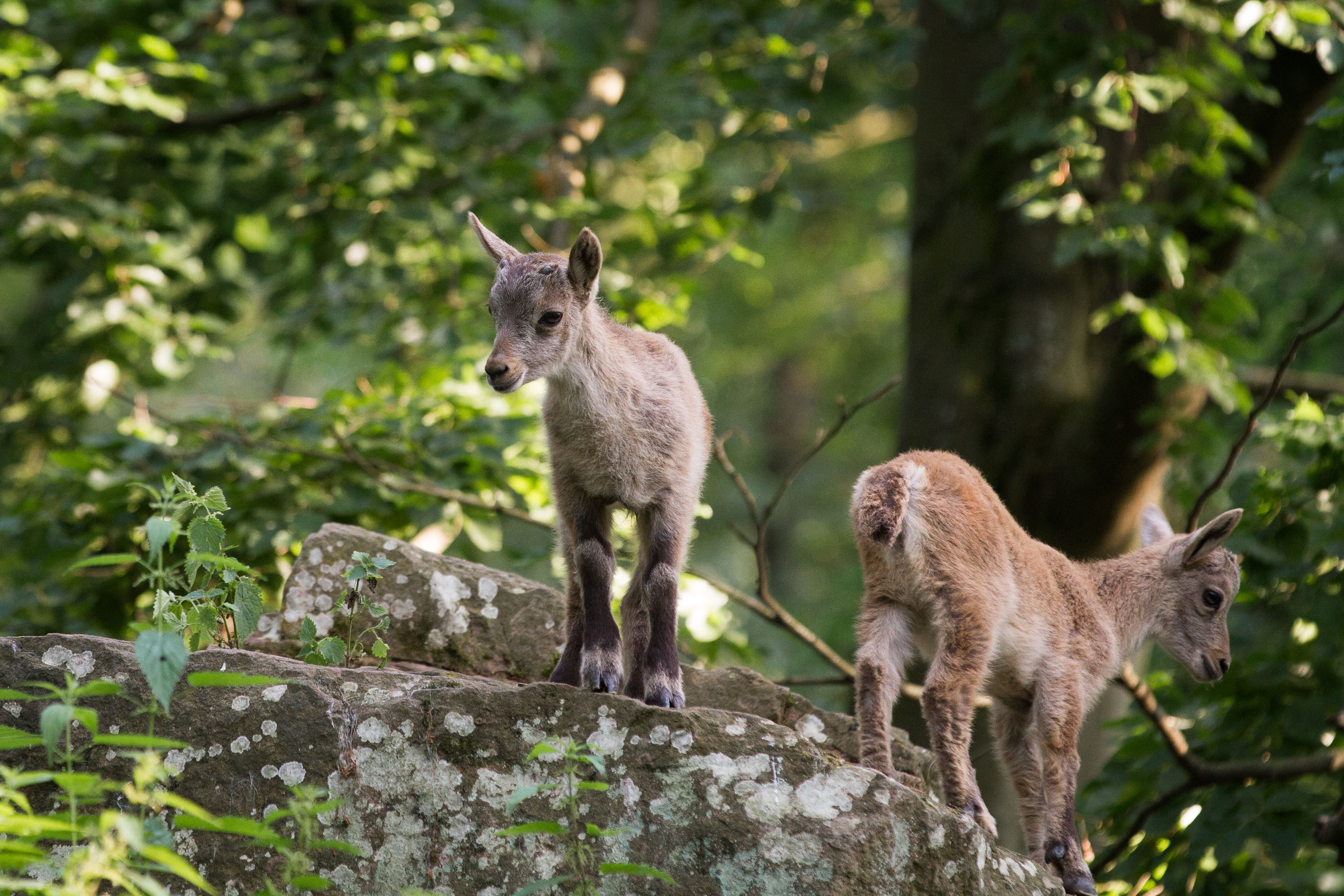 animal, alpine ibex, baby animal Full HD