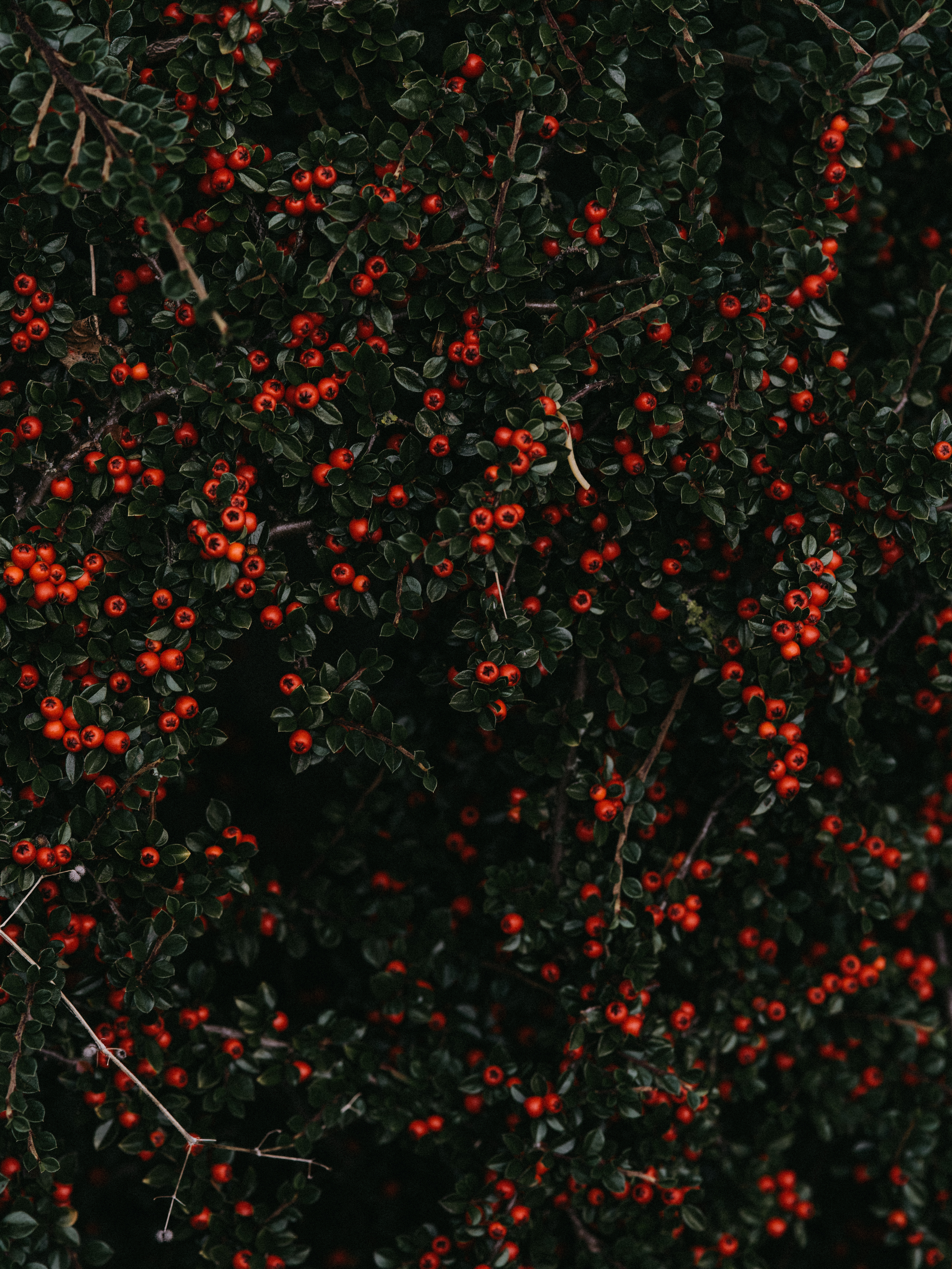 plant, nature, berries, bush, red mobile wallpaper