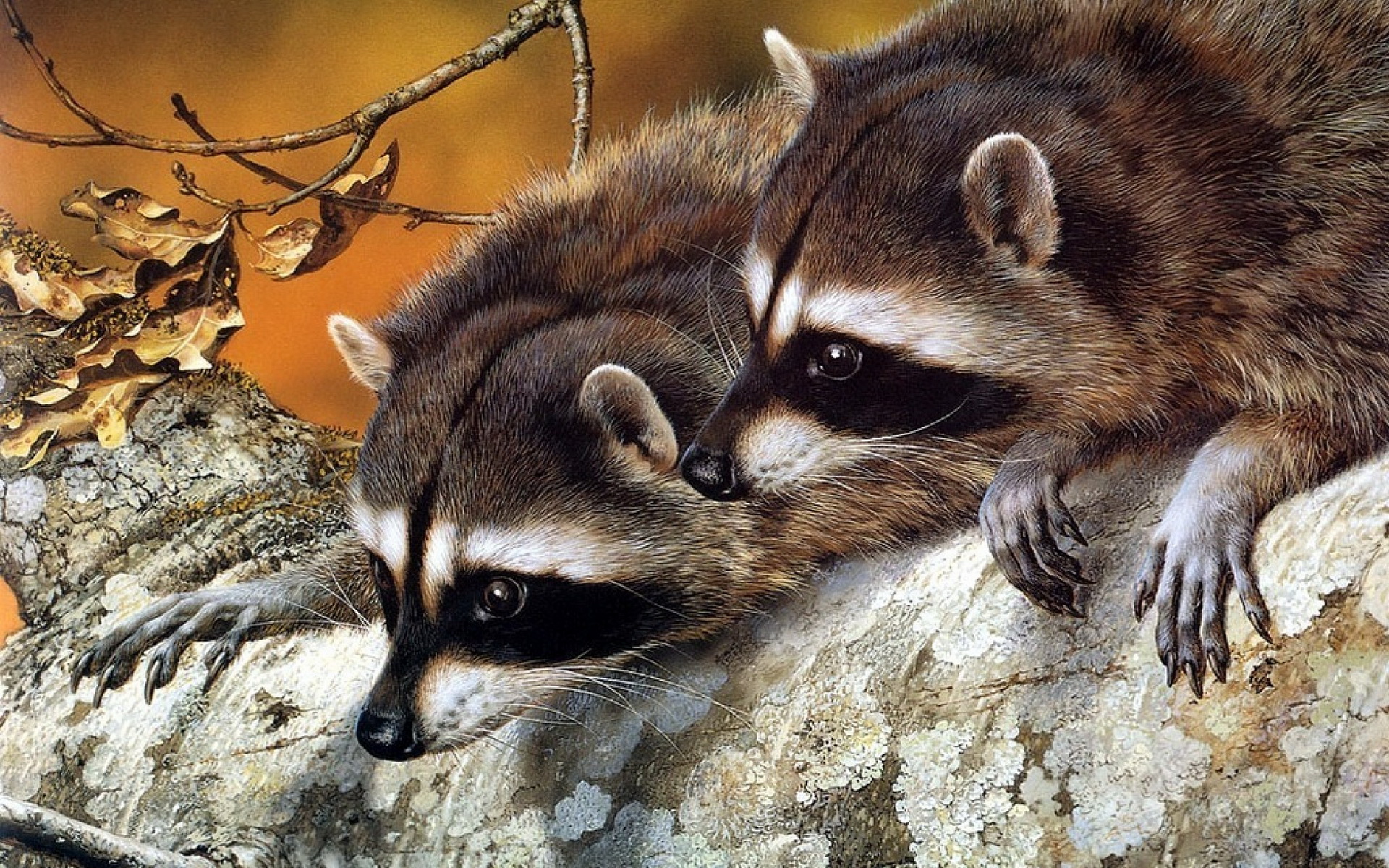 Raccoon  desktop Images