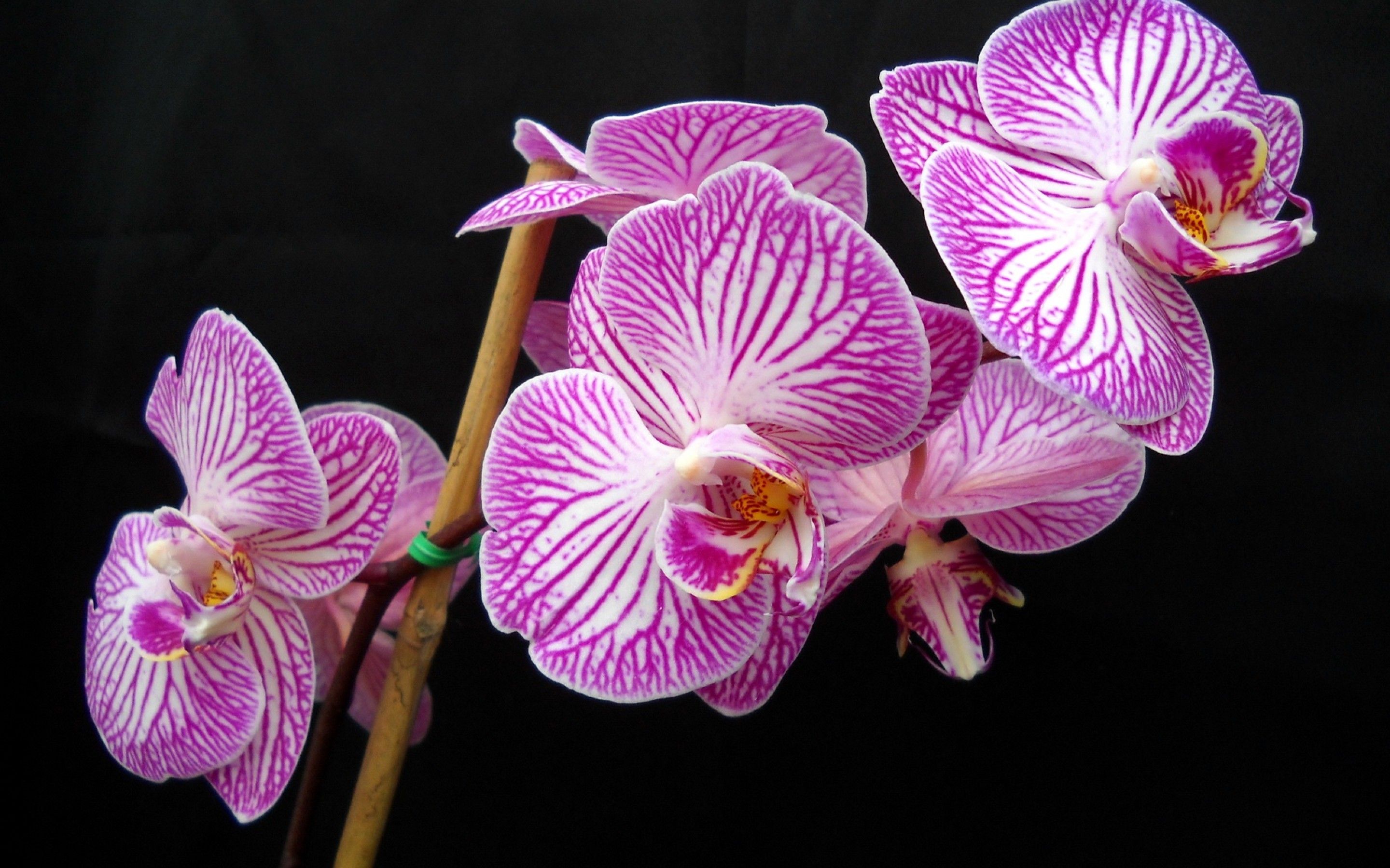 Орхидея ола фото и описание
