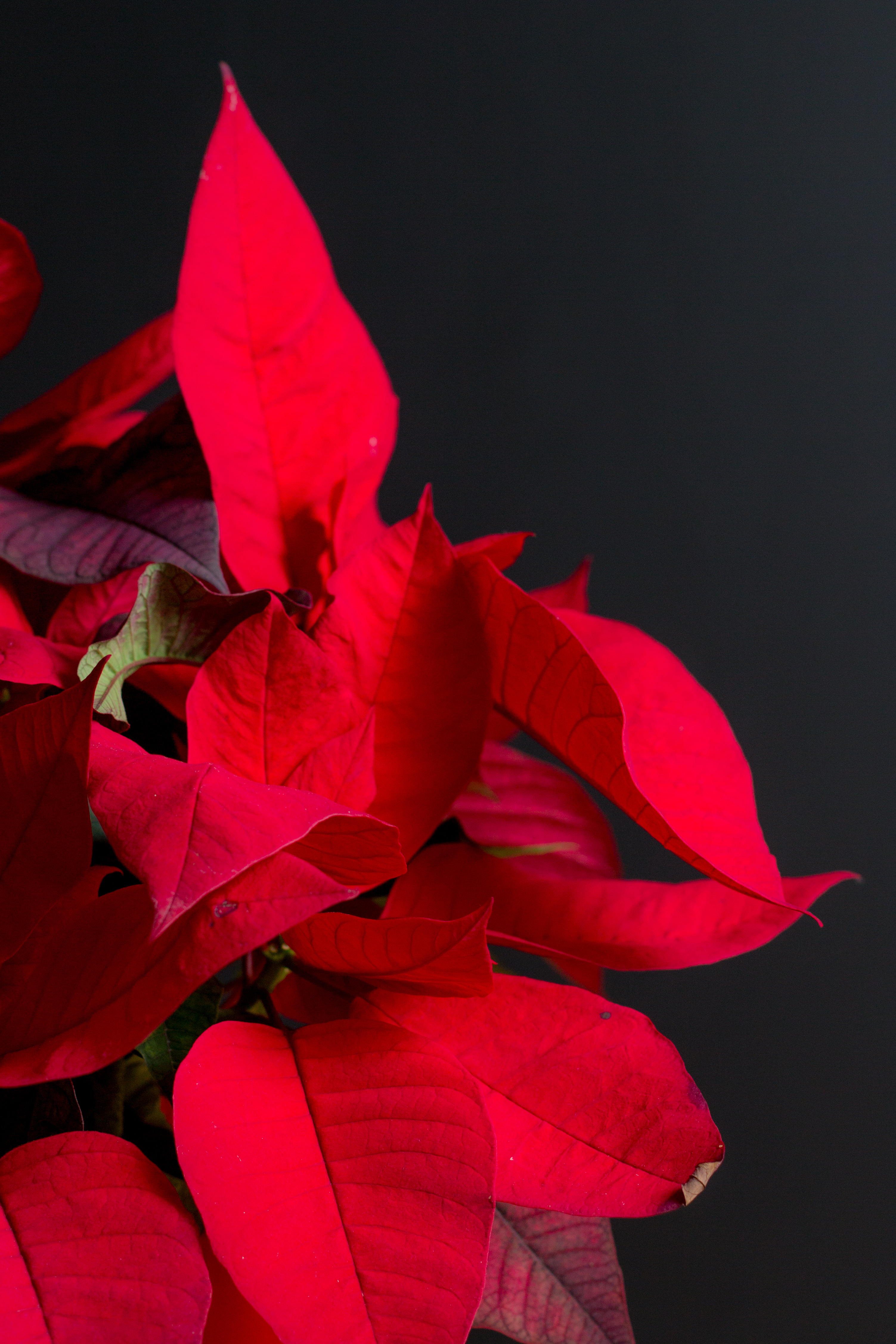 bright, leaves, red, plant, macro, poinsettia, exotic