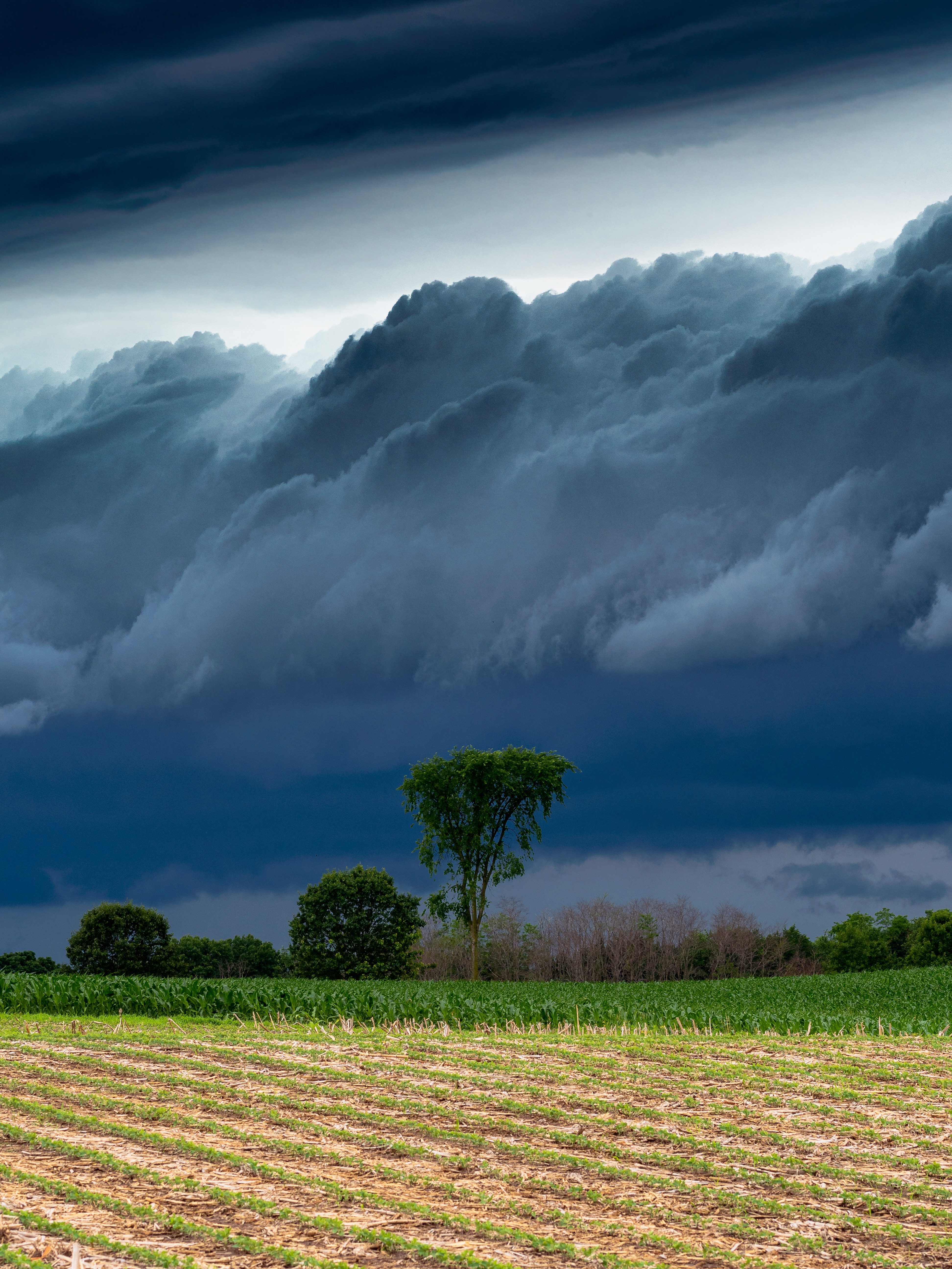 thunderstorm, landscape, nature, trees, clouds, field, storm