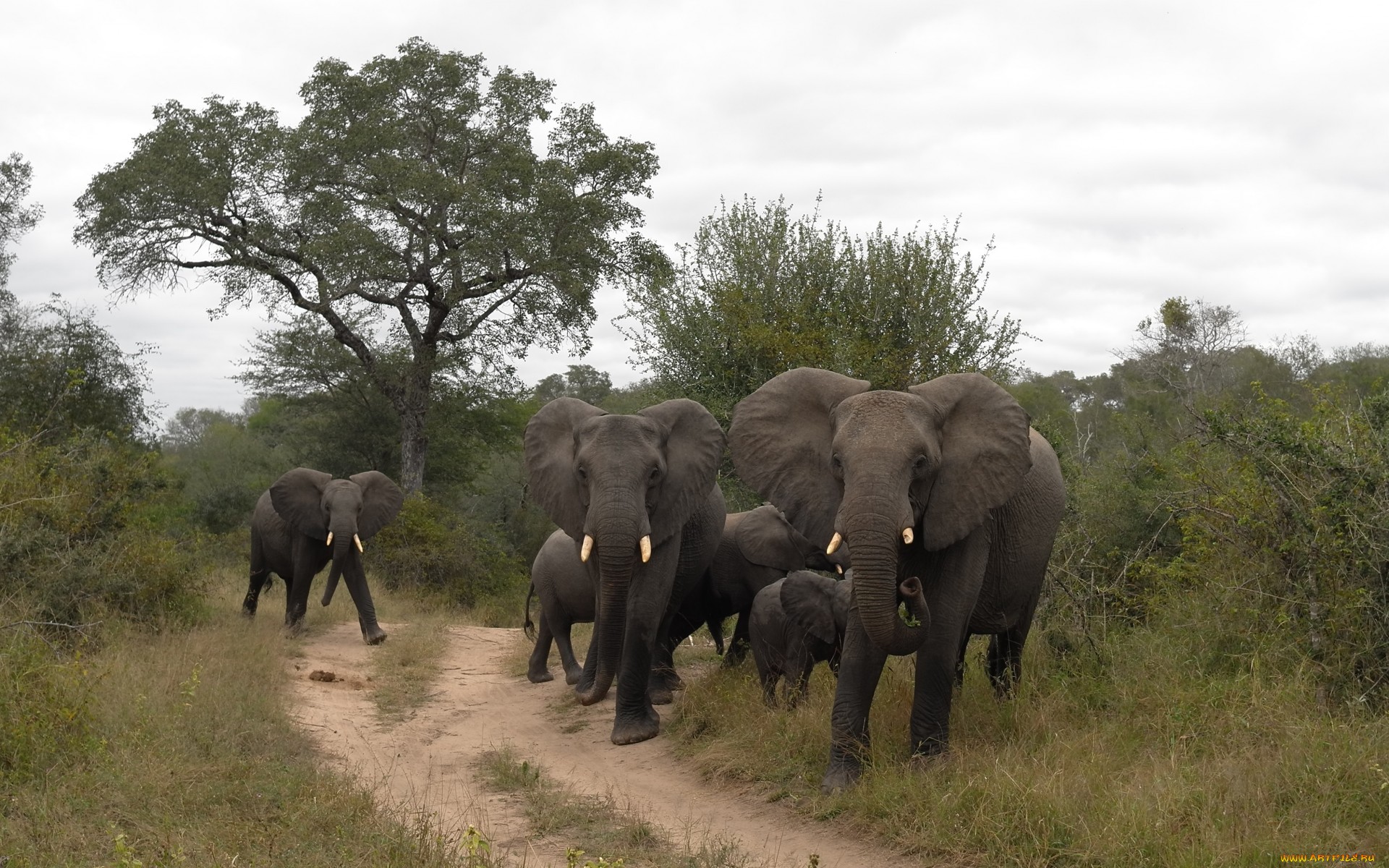 303427 скачать картинку животные, африканский слон, слоны - обои и заставки бесплатно