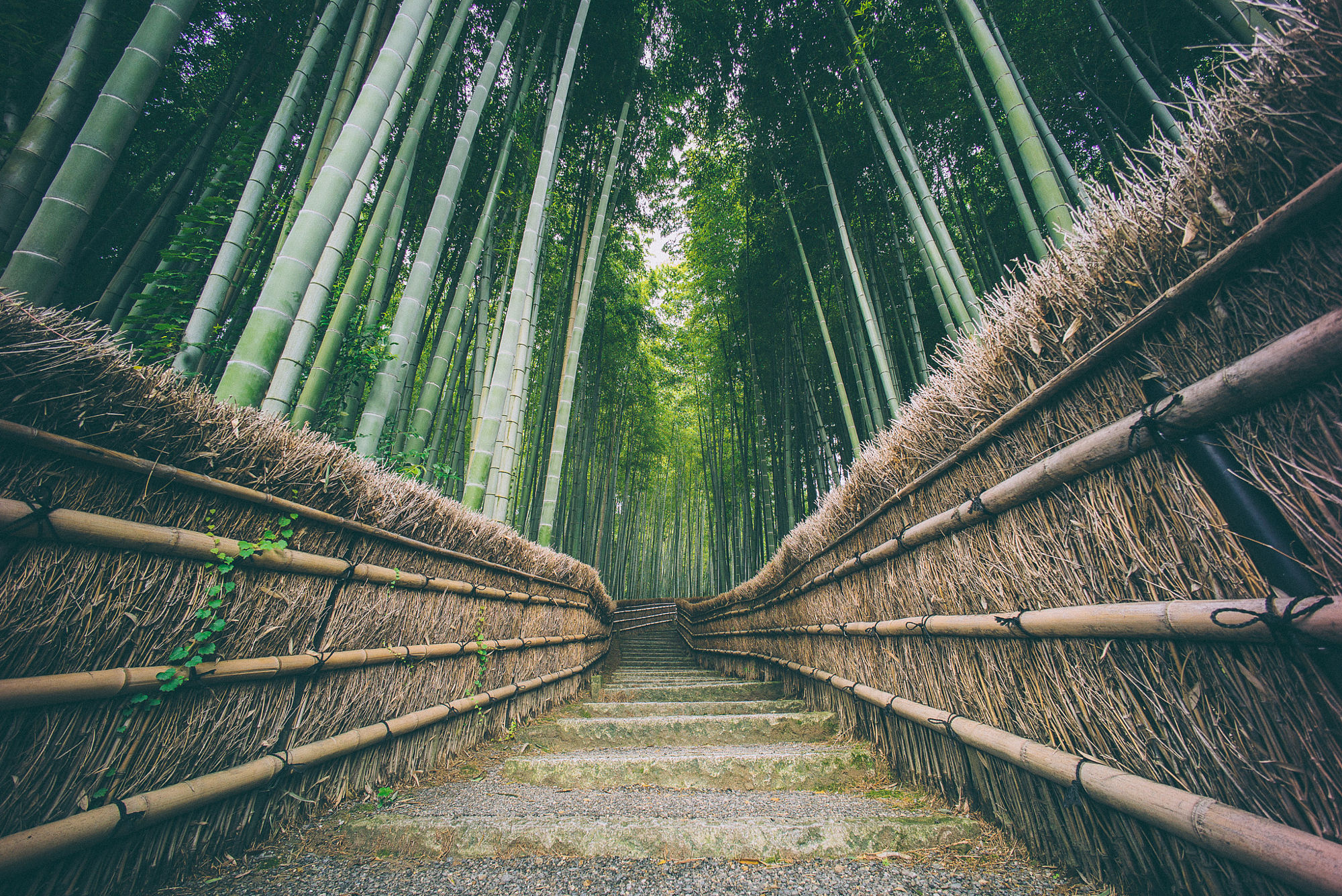 Мост природа бамбук