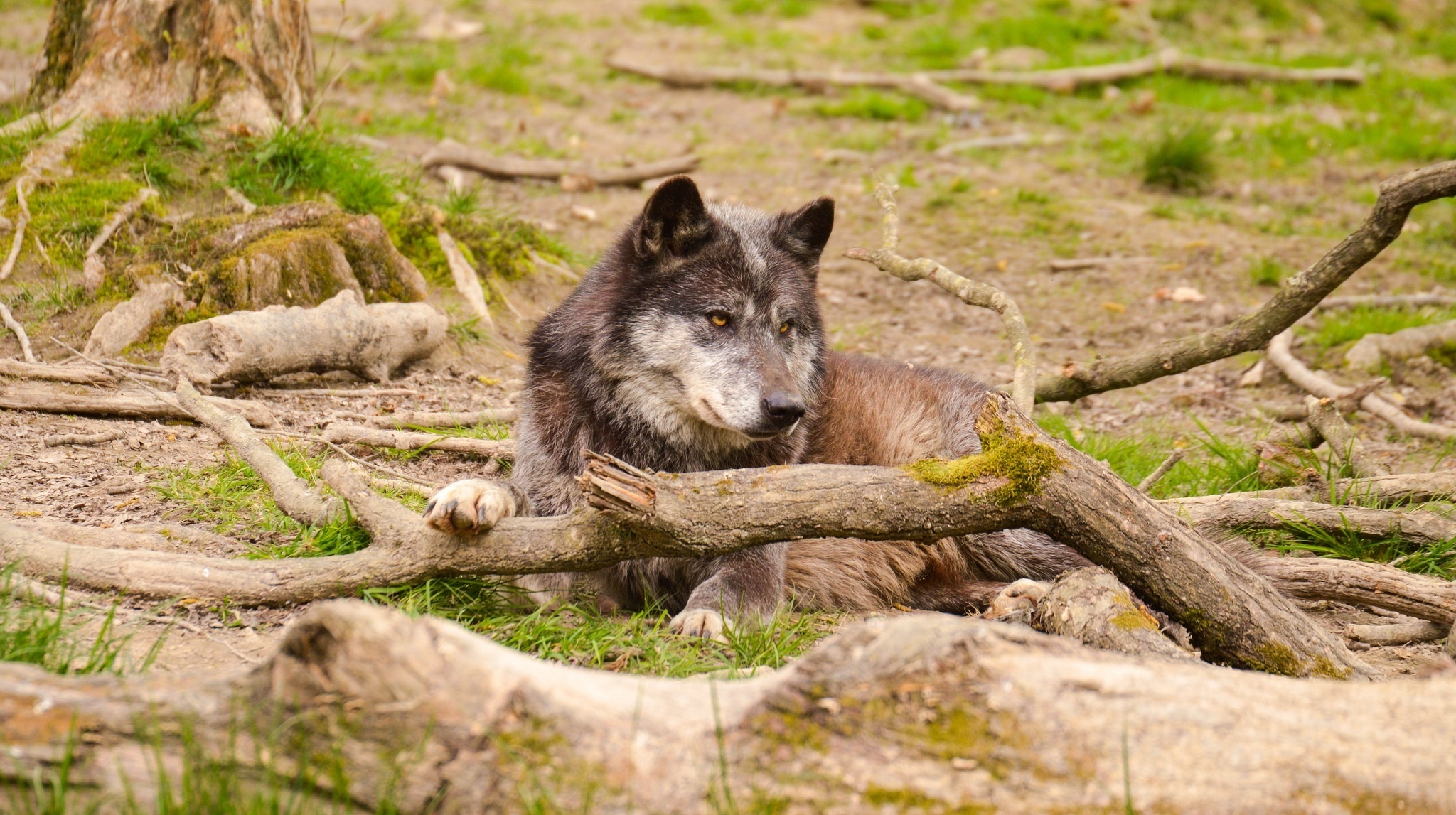 Download mobile wallpaper Lie, To Lie Down, Muzzle, Animals, Forest, Predator, Wolf for free.