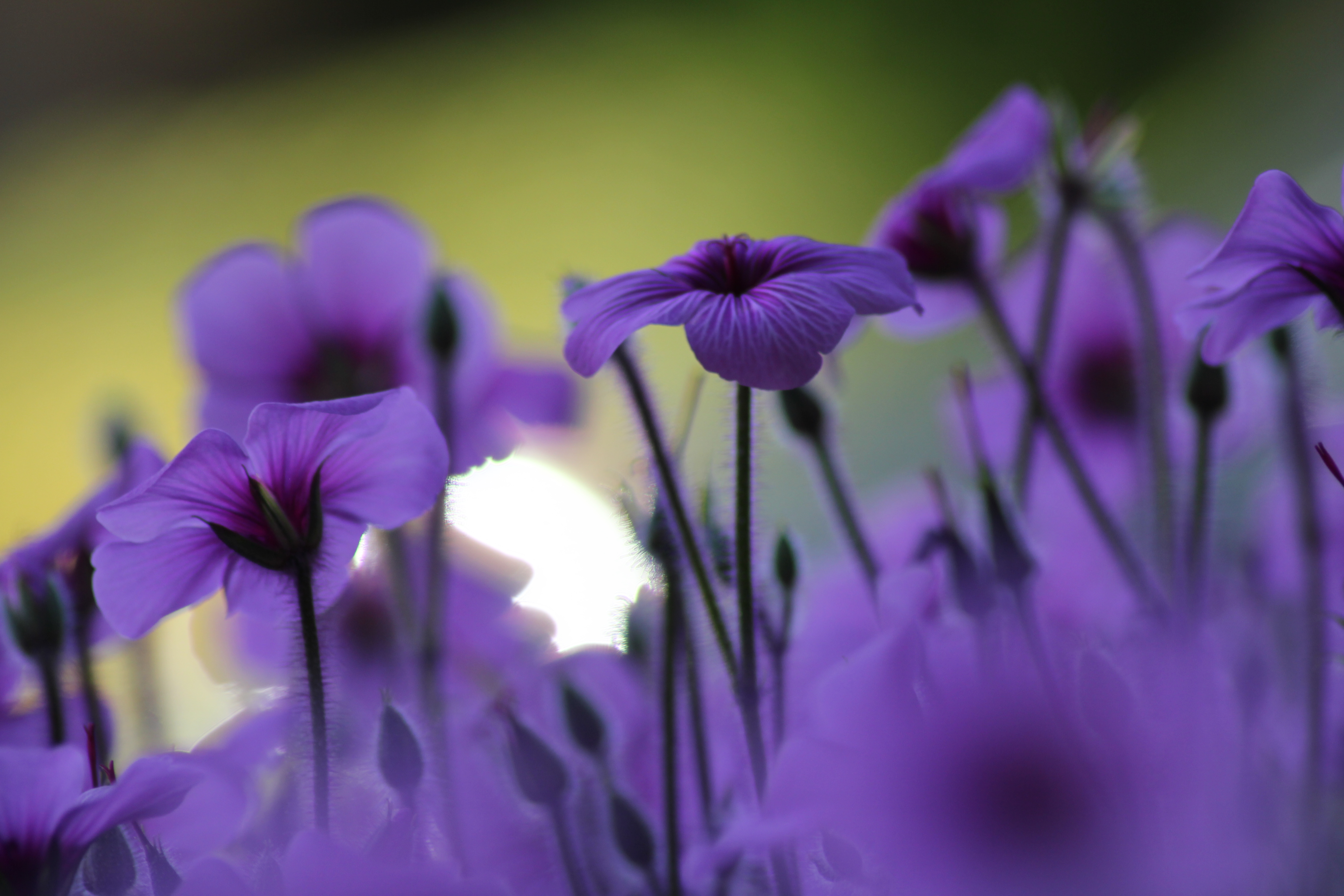 Фиолетовые цветы обои качественные