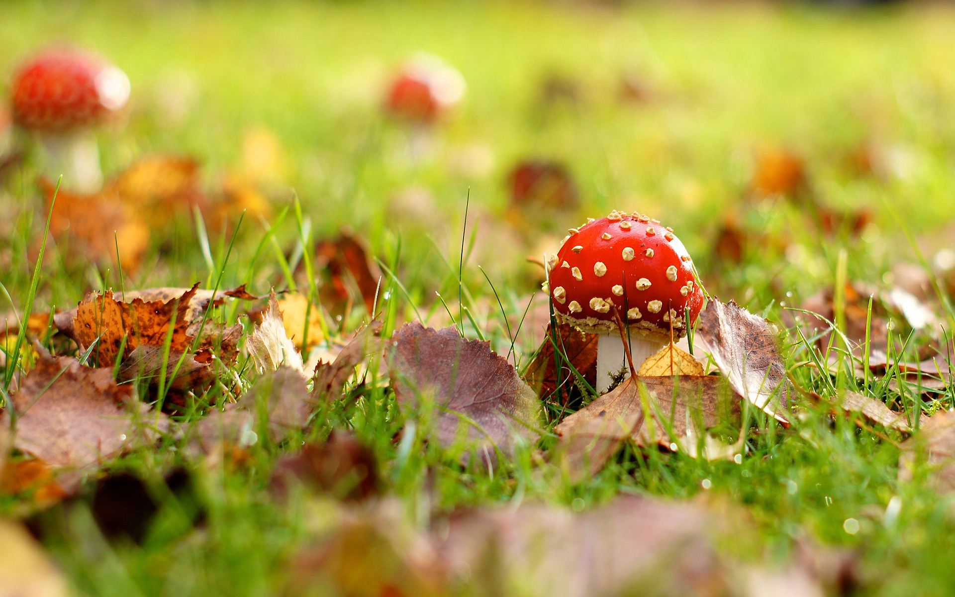 Осенняя Поляна с грибами