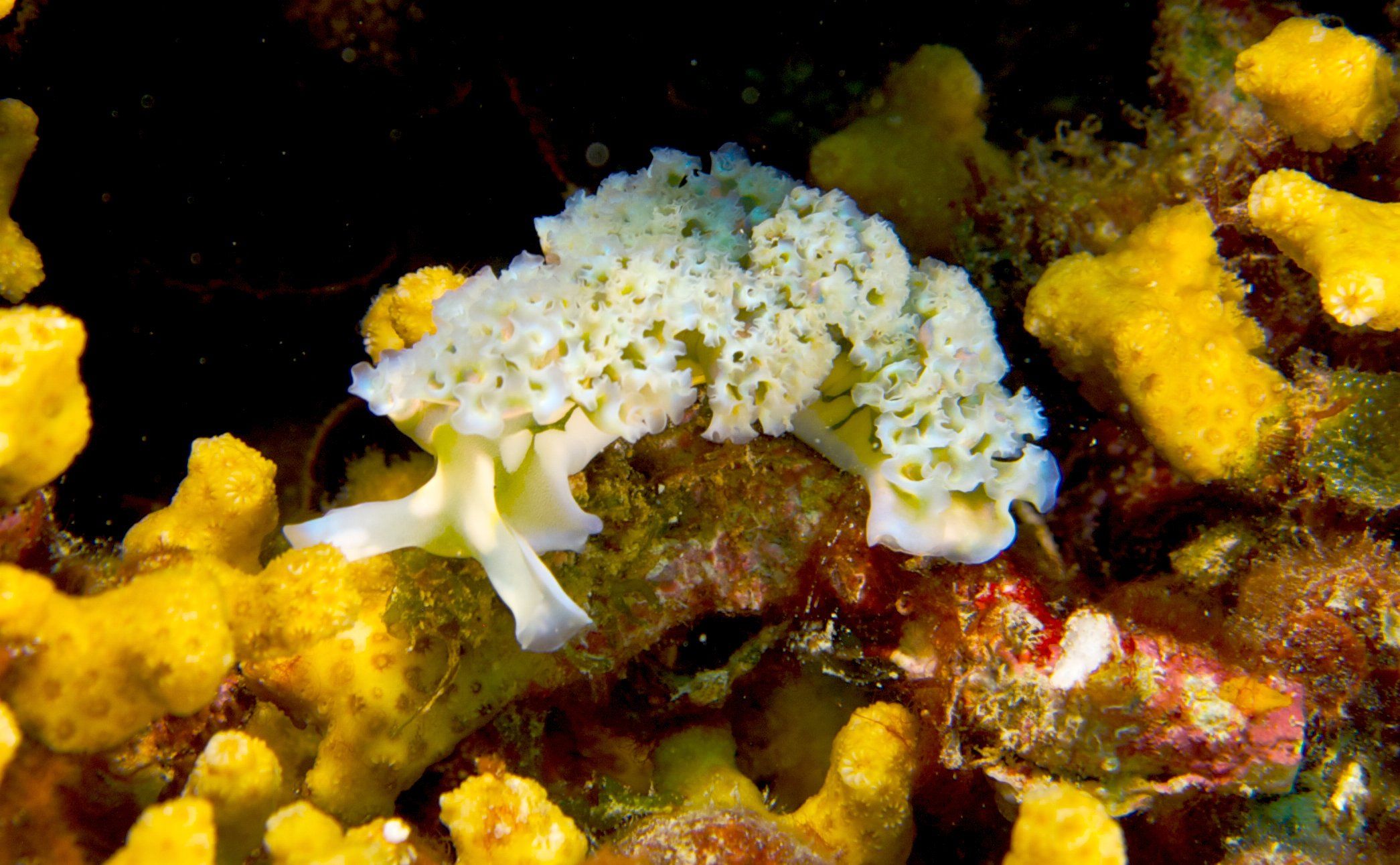animal, sea slug, nudibranch Ultra HD, Free 4K, 32K
