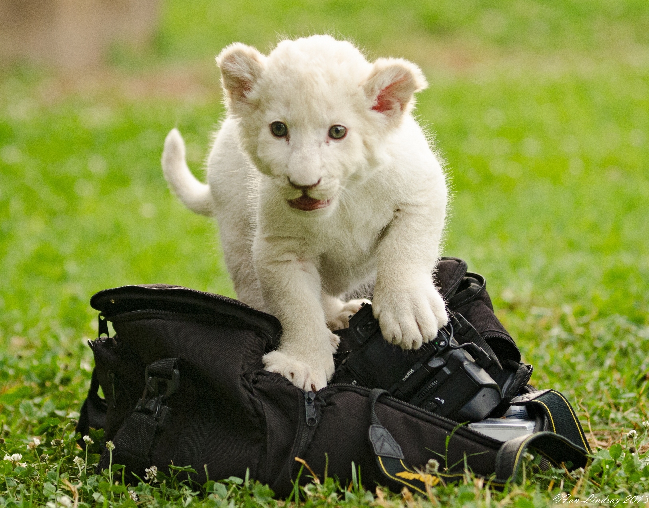 117754 baixar papel de parede animais, gatinha, gatinho, uma mochila, saco, filhote de leão - protetores de tela e imagens gratuitamente